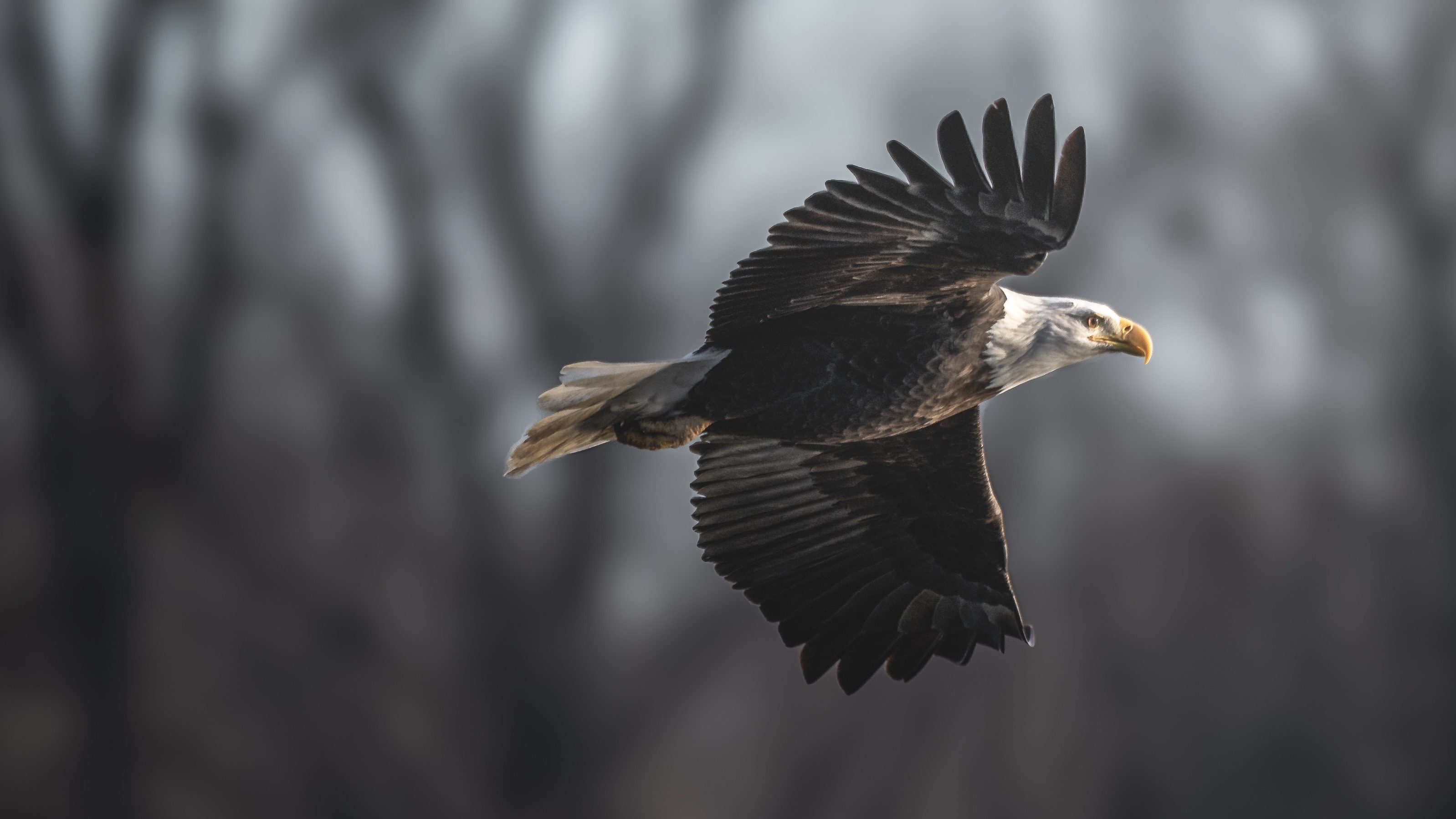 Adult bald eagle flying past a soft winter forest background near St. Louis