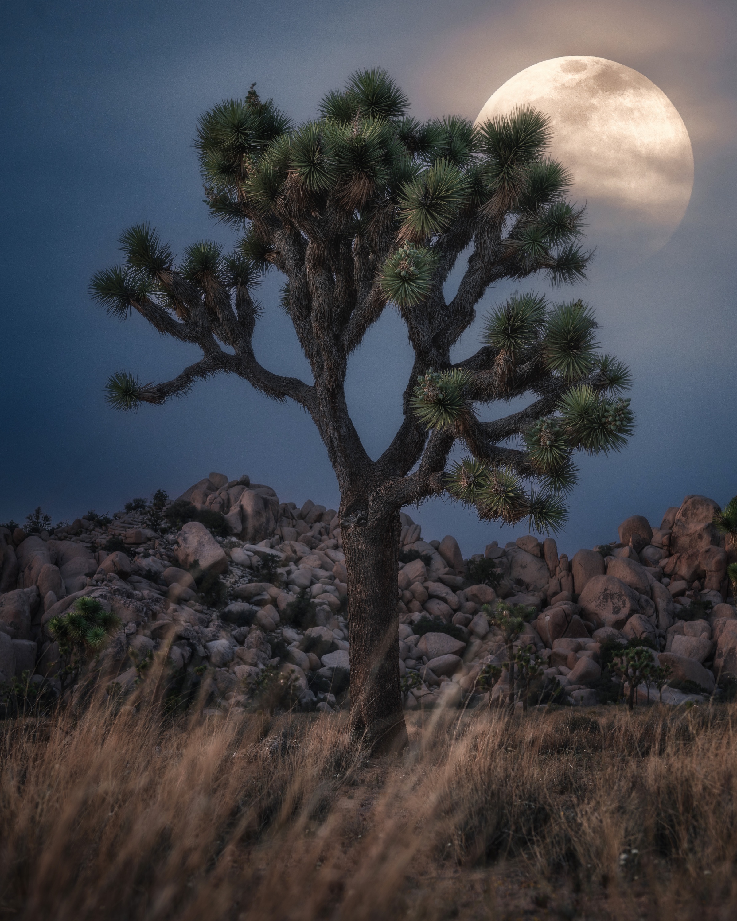 Full moon rising behind a Joshua tree in a rocky desert landscape