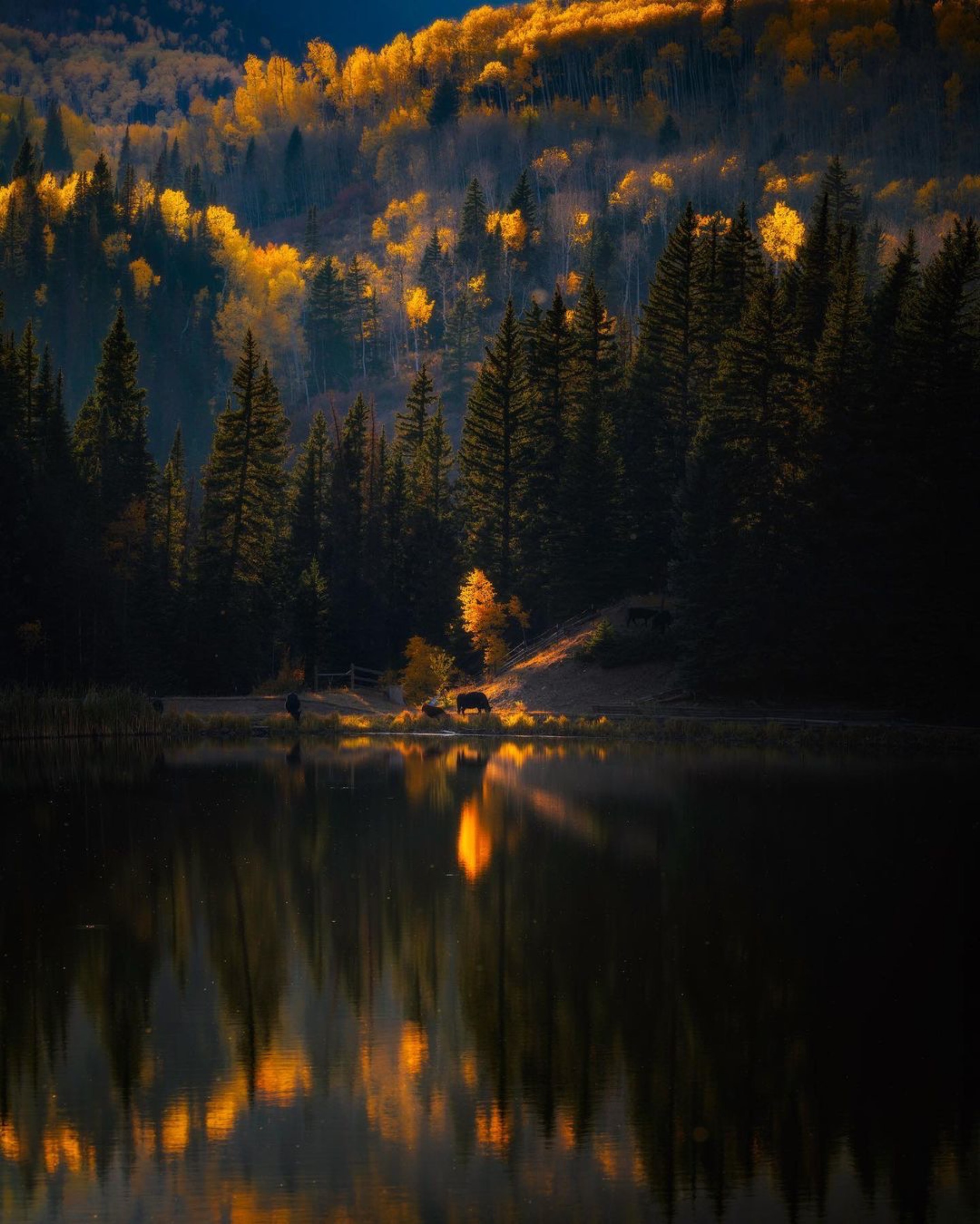 Golden aspens reflected in a dark Colorado mountain lake