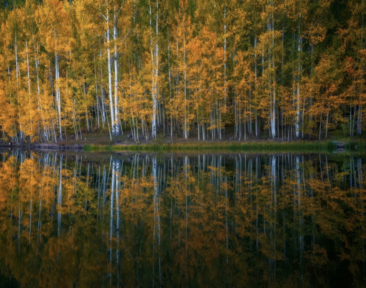 Golden Colorado aspens reflected in still water