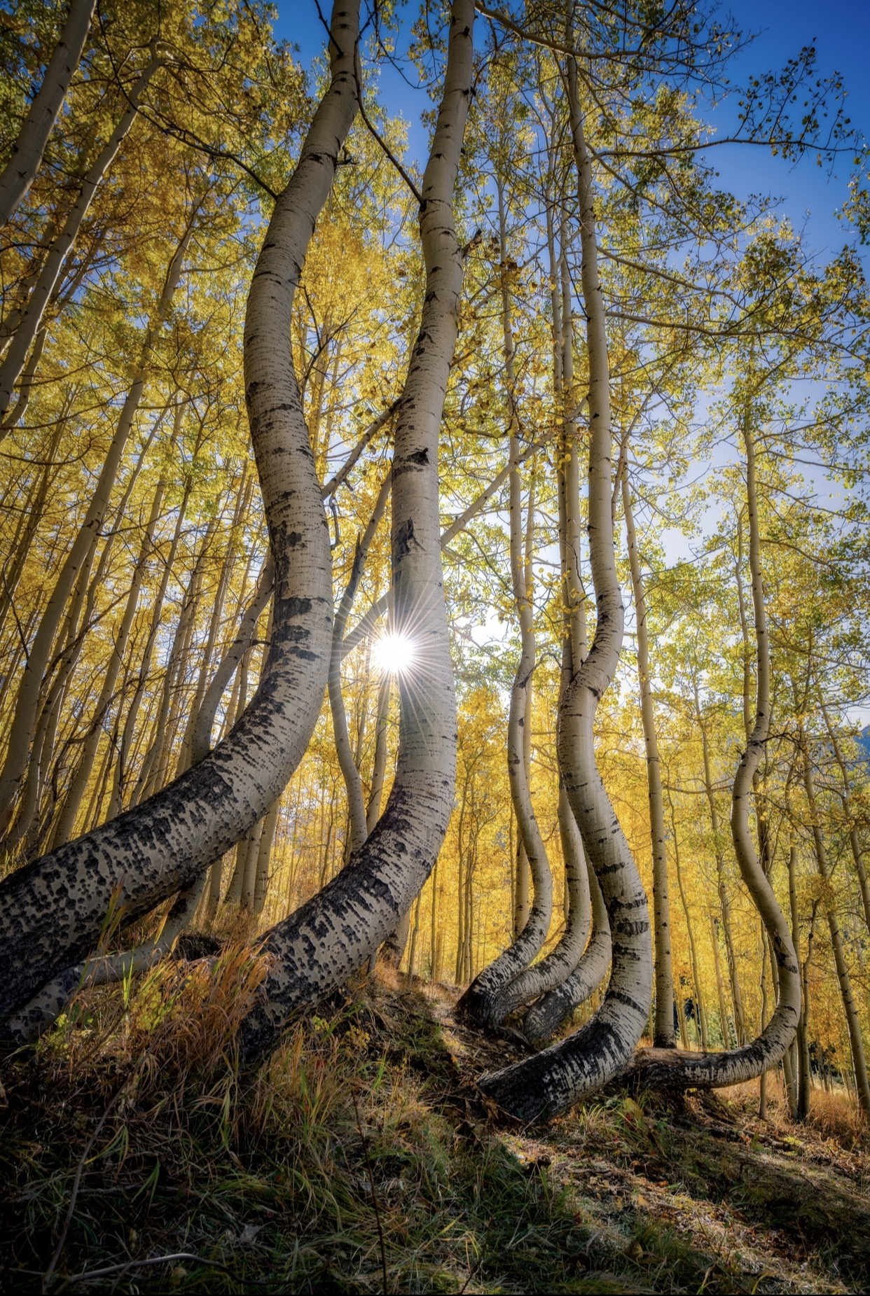 Curved white aspen trees framing a sunstar through golden leaves