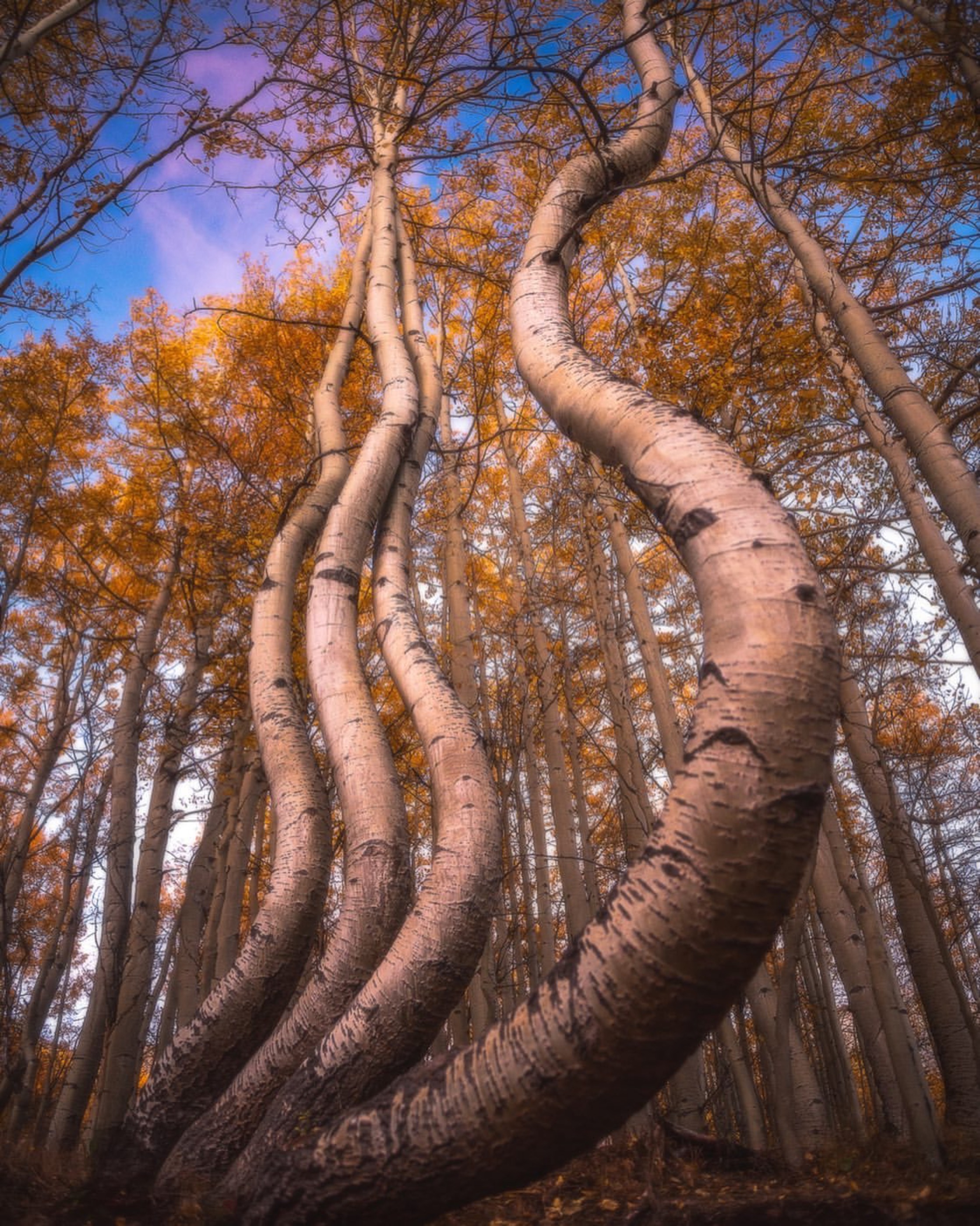 Curving aspen trunks reach into a golden Colorado canopy