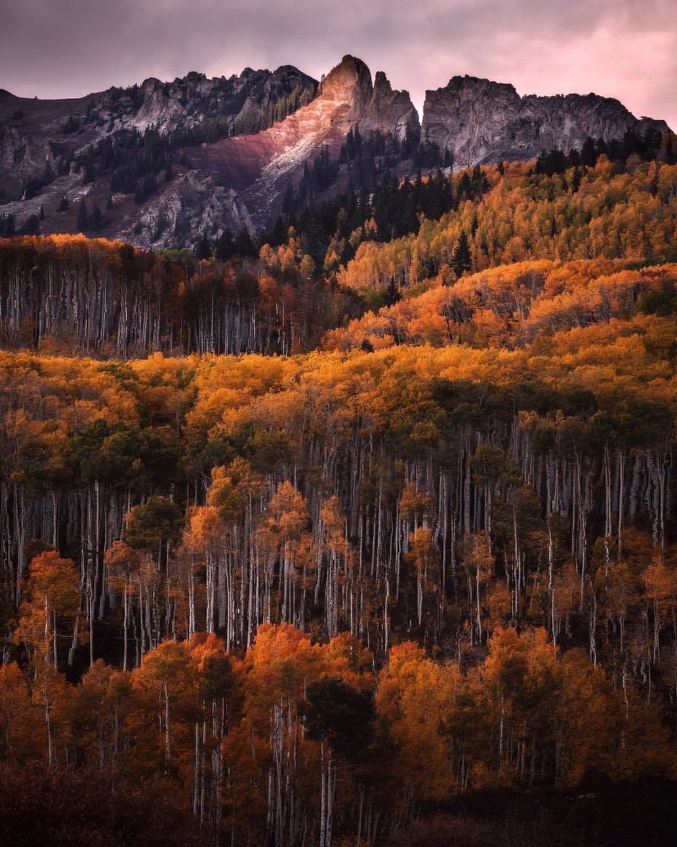Orange aspen groves layered below a rugged Colorado mountain