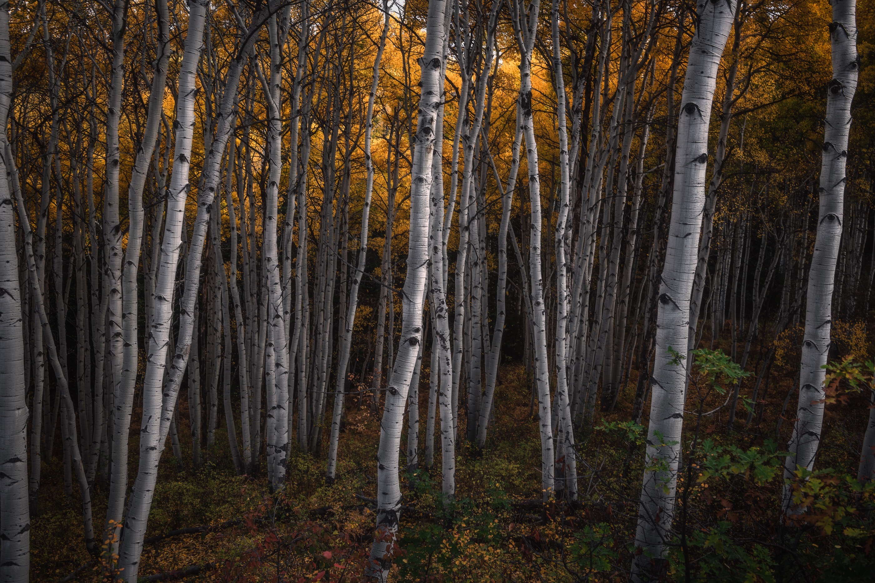 White aspen trunks below a deep gold canopy in Colorado