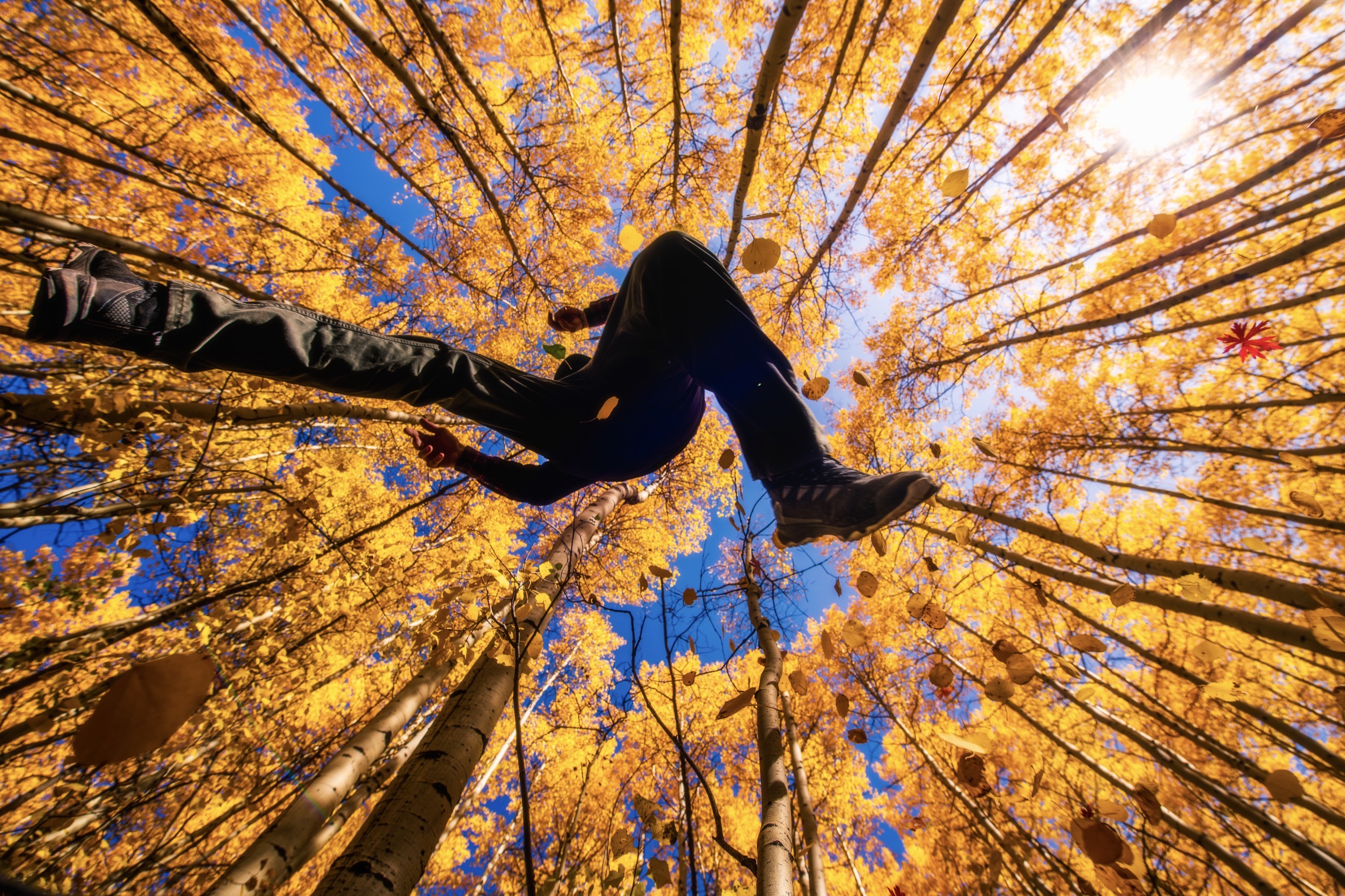 Photographer moving through a bright Colorado aspen grove during a fall field session