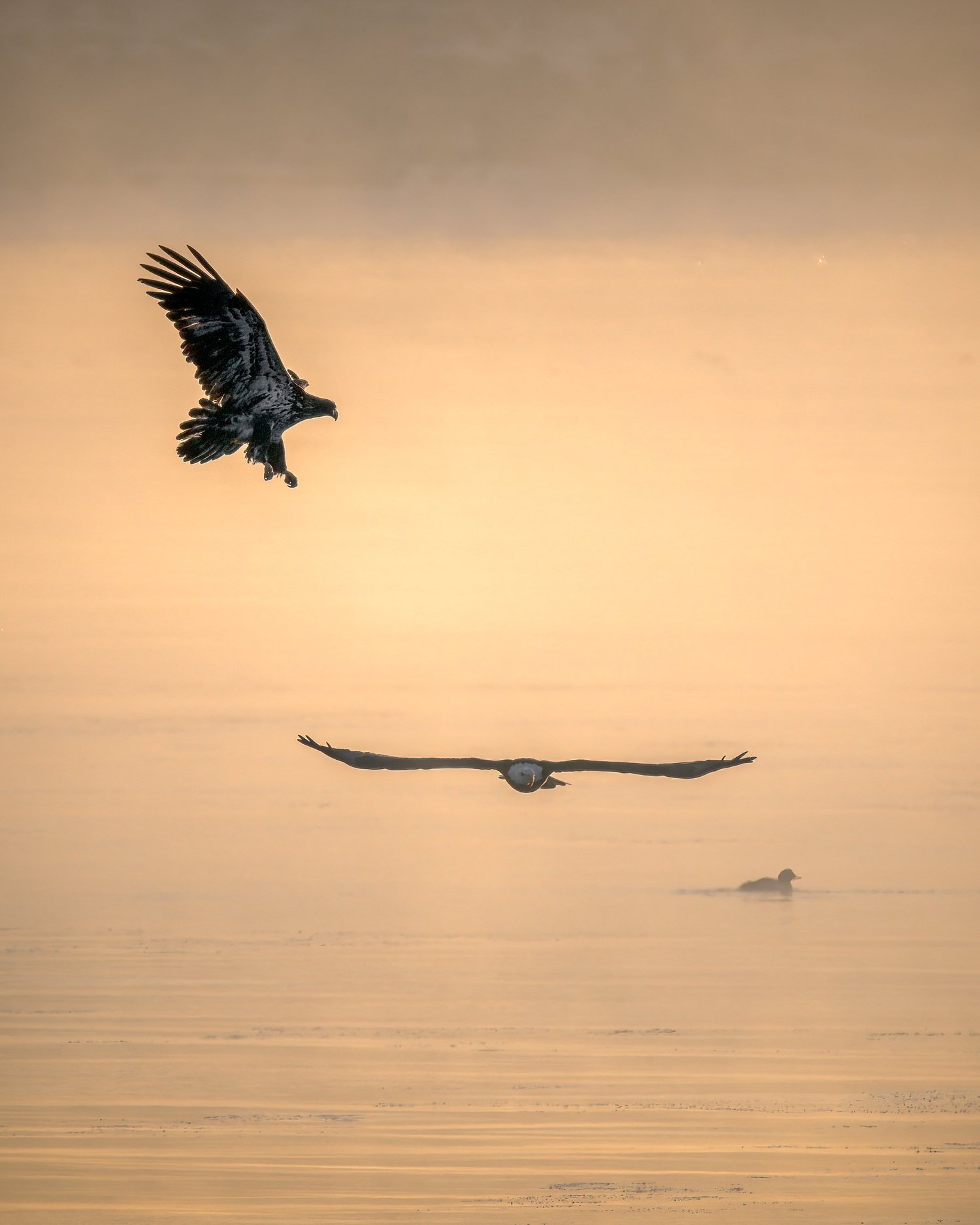 Bald eagles interacting above the river in warm light