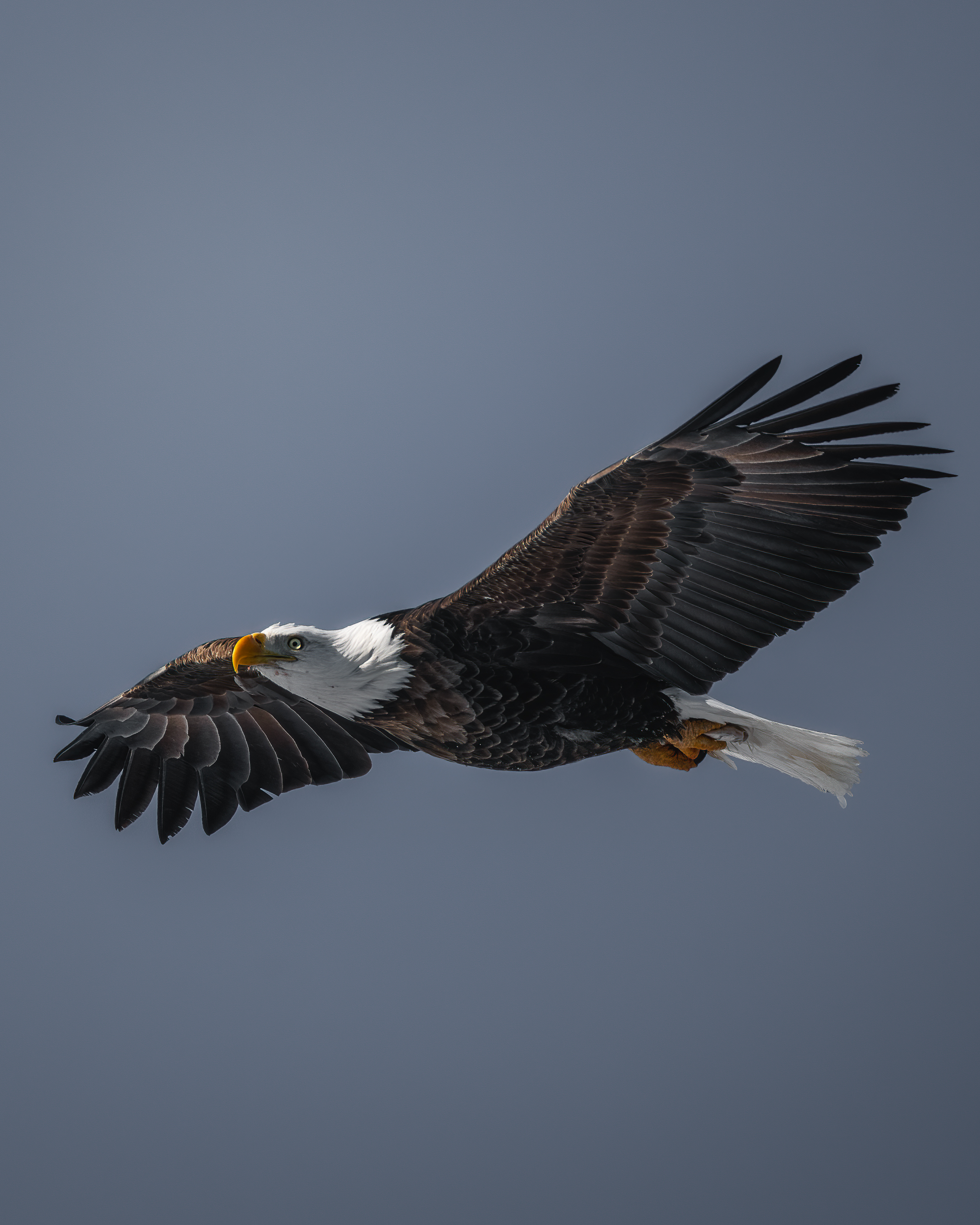 Bald eagle flying close against a blue-gray sky