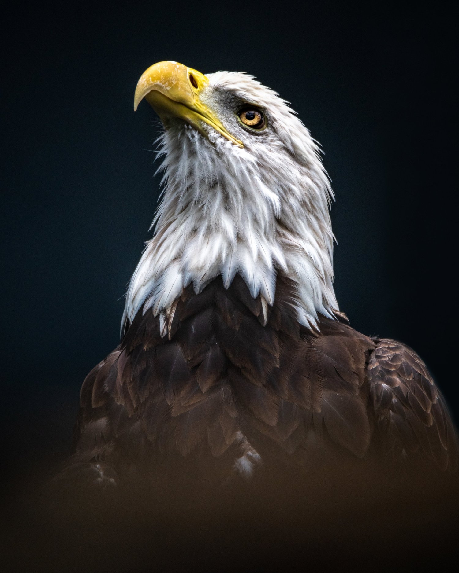 Bald eagle portrait with a dark background