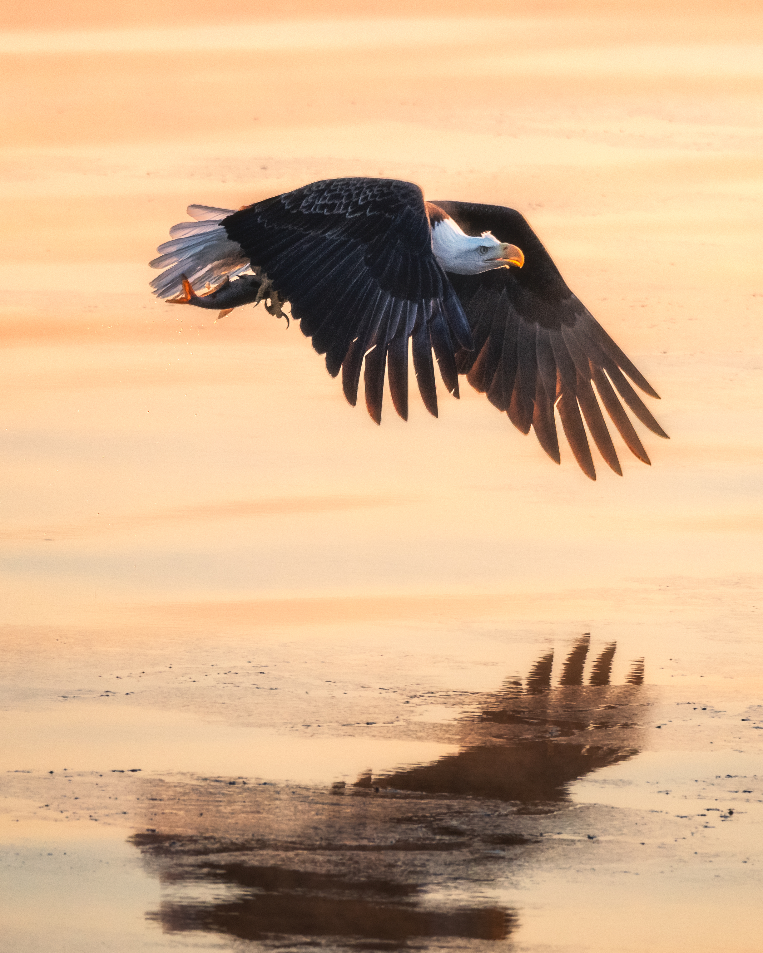 Bald eagle carrying a fish above warm water with its reflection below