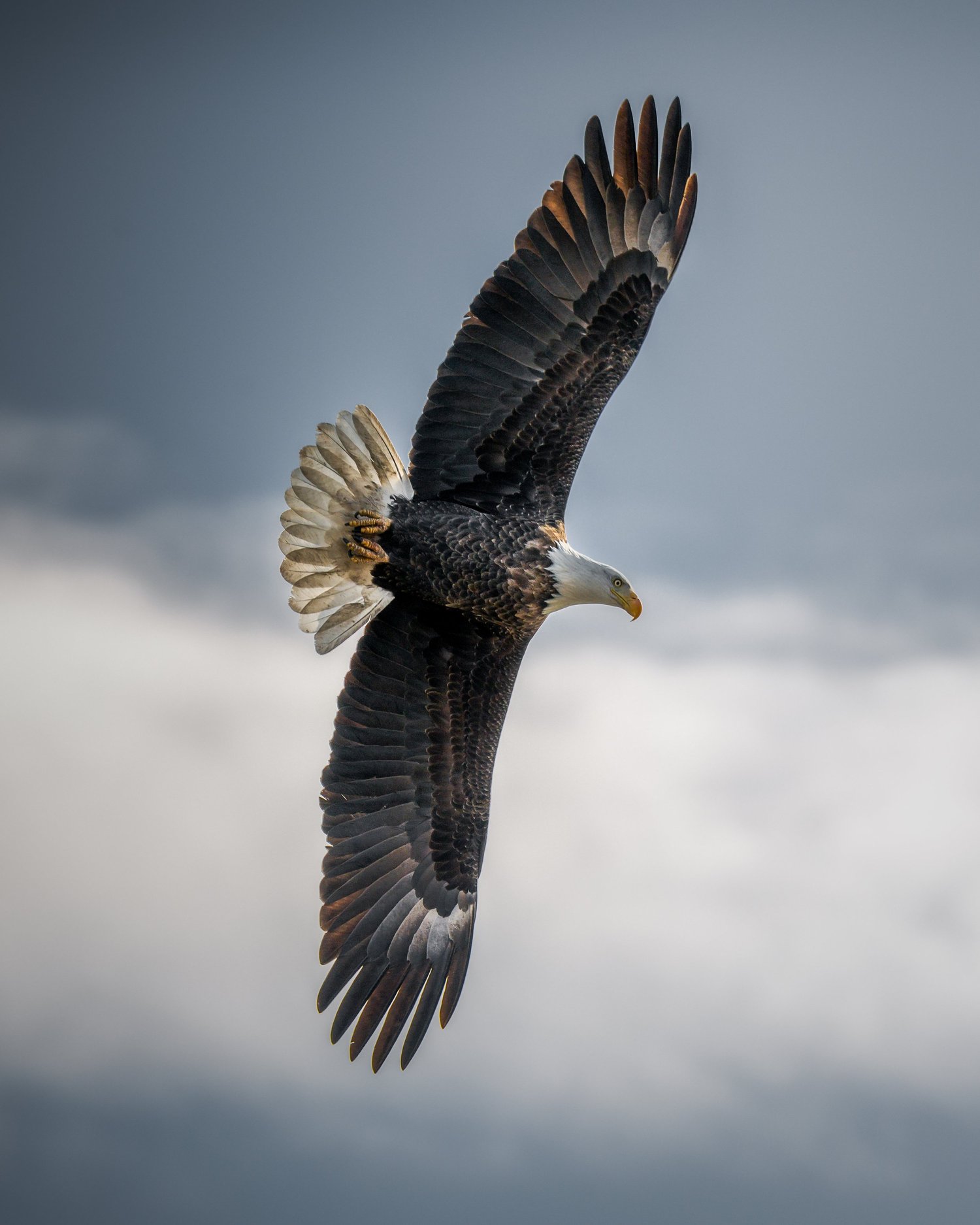 Mature bald eagle banking in flight