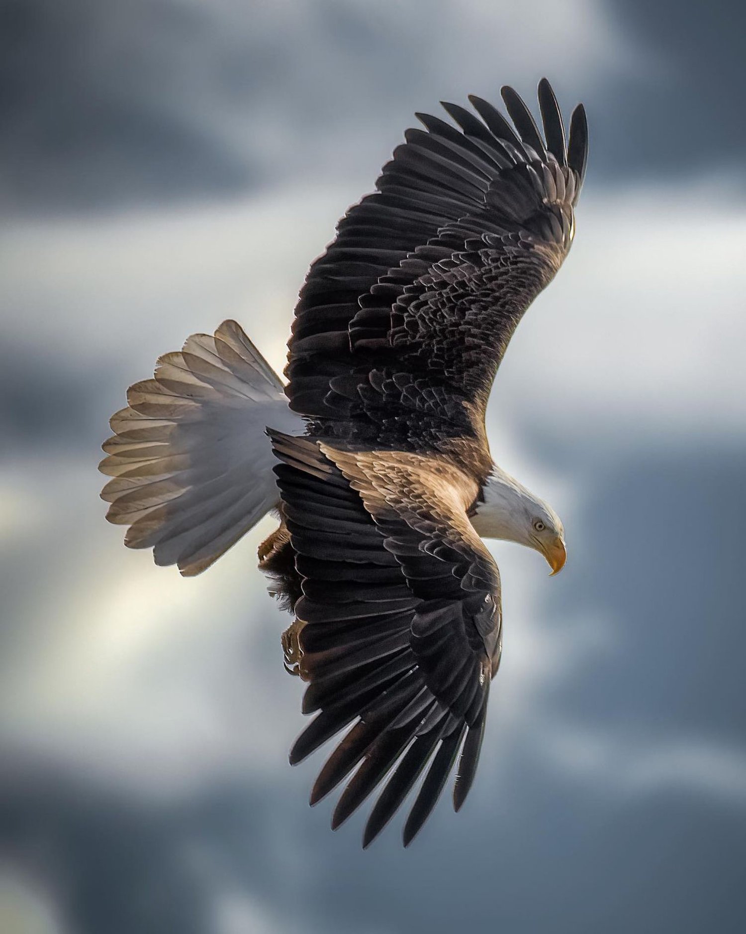 Bald eagle in powerful flight photographed by Ryan Oswald