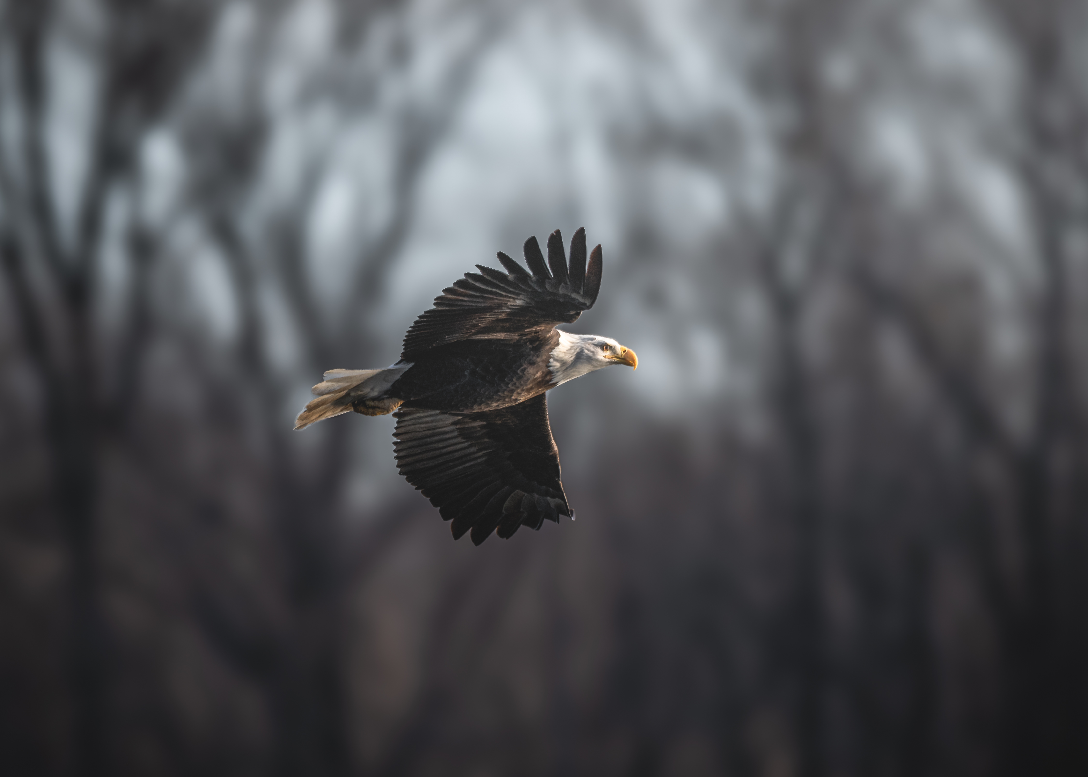 Bald eagle flying in front of a softly blurred woodland