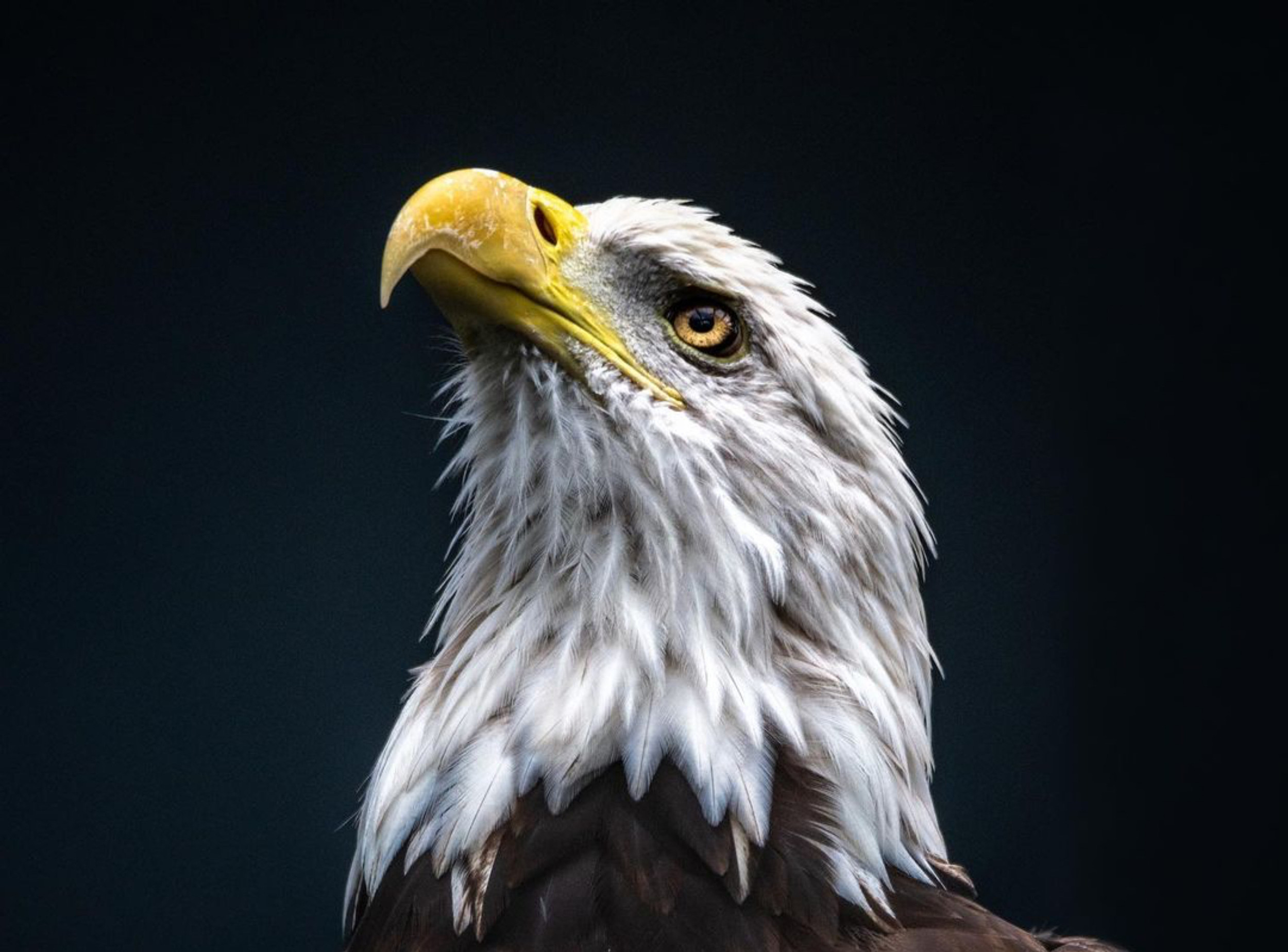Close portrait of a bald eagle against a dark background