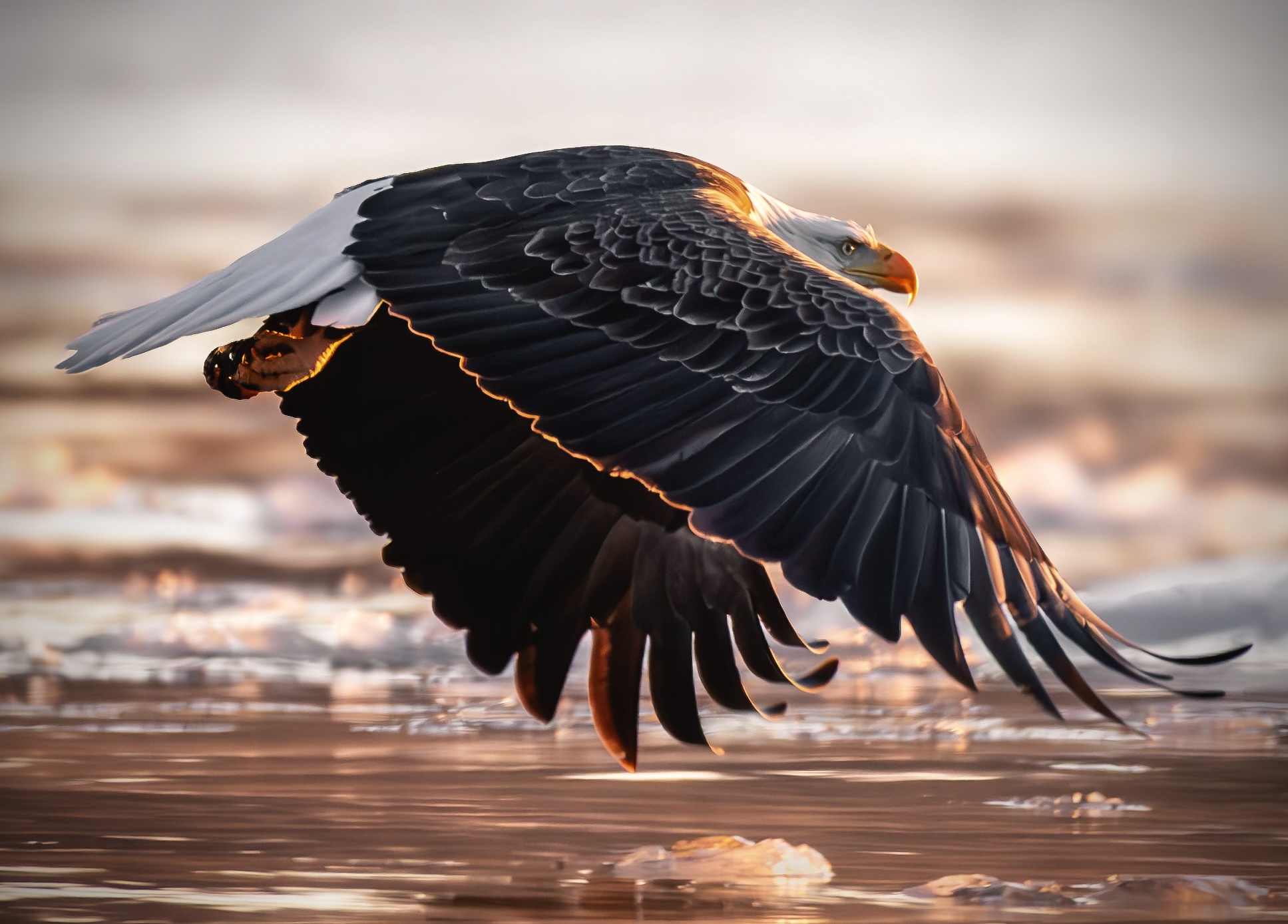 Bald eagle flying low over river ice in warm light