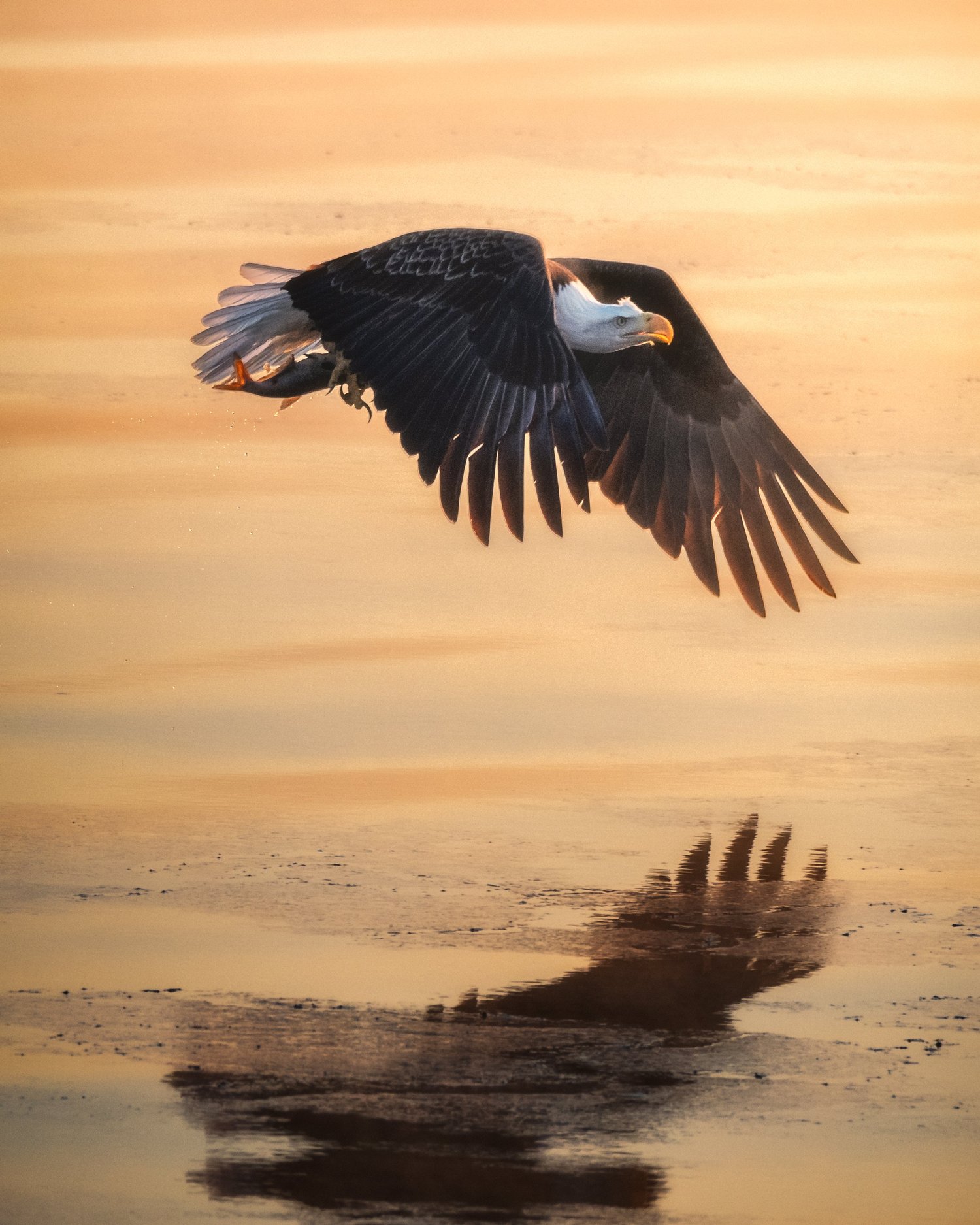 Bald eagle carrying a fish above golden water