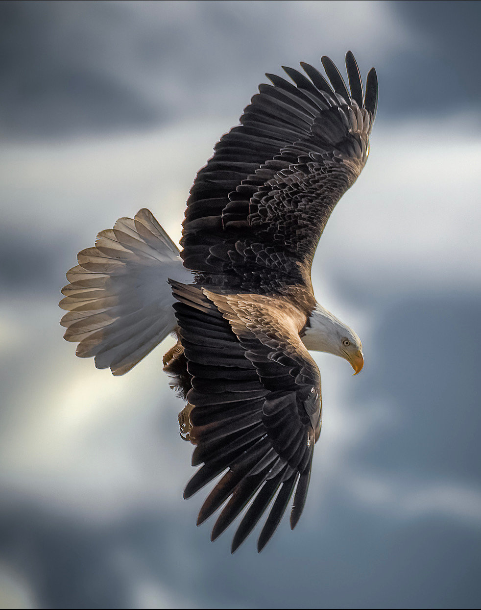 Bald eagle photographed in winter