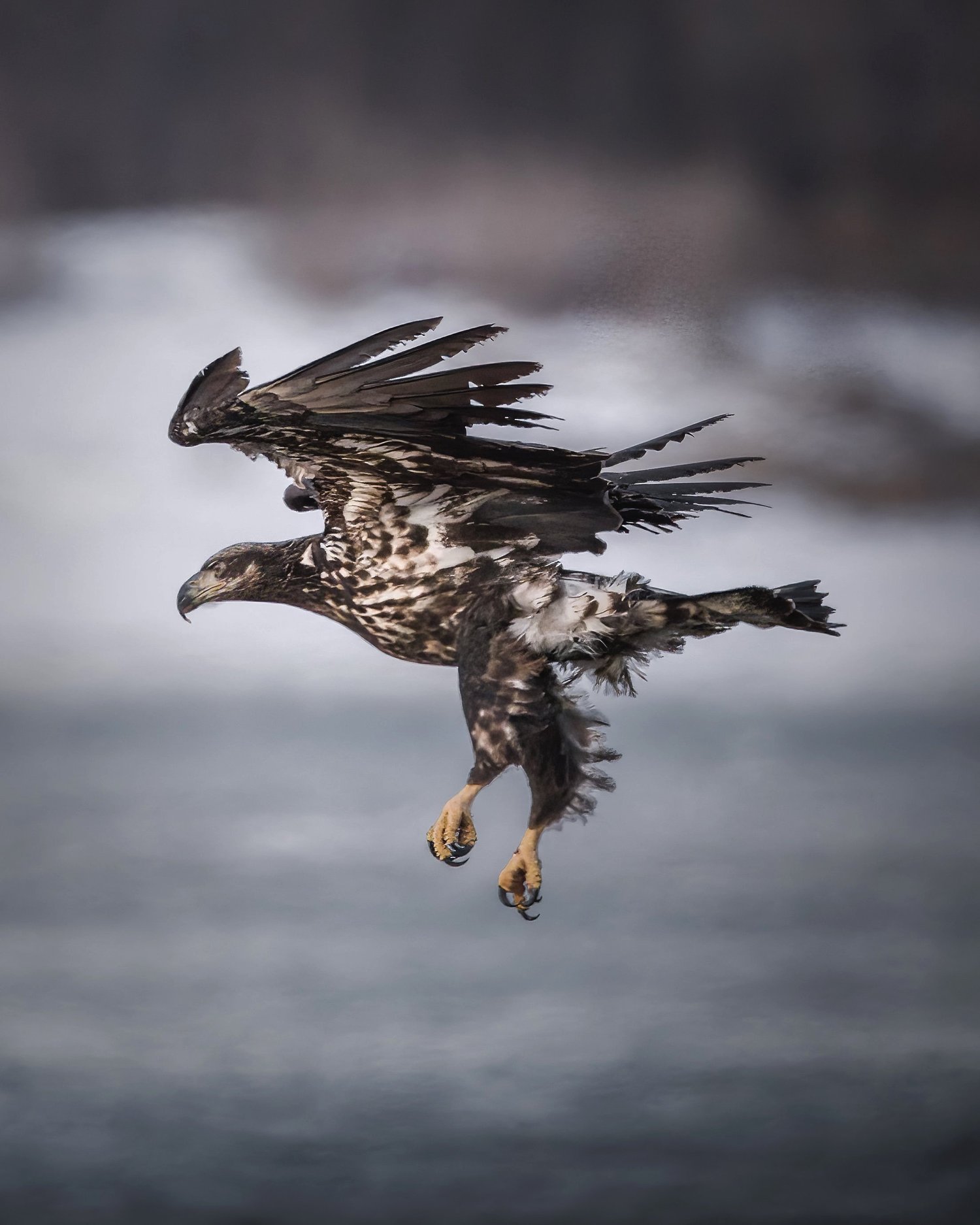Juvenile bald eagle dropping low with feet extended