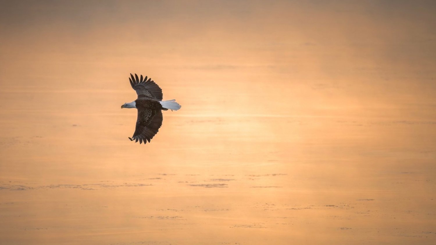 Bald eagle crossing a warm winter river landscape