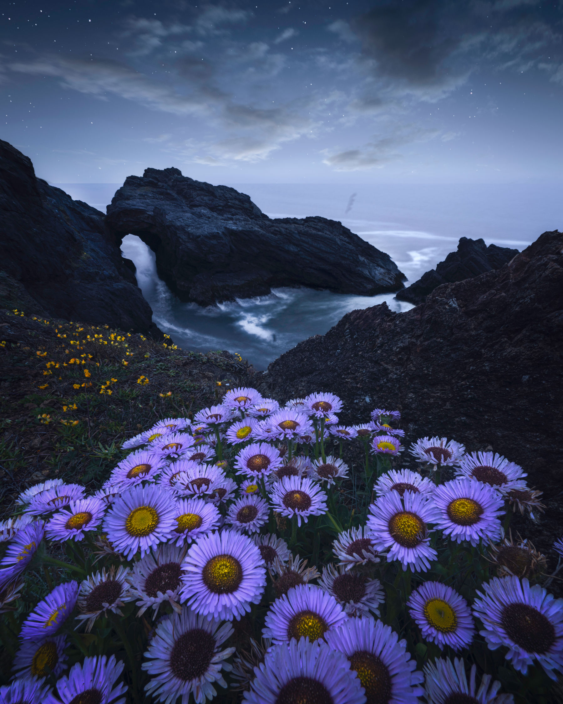 Wildflowers above a rugged Oregon Coast sea arch at blue hour
