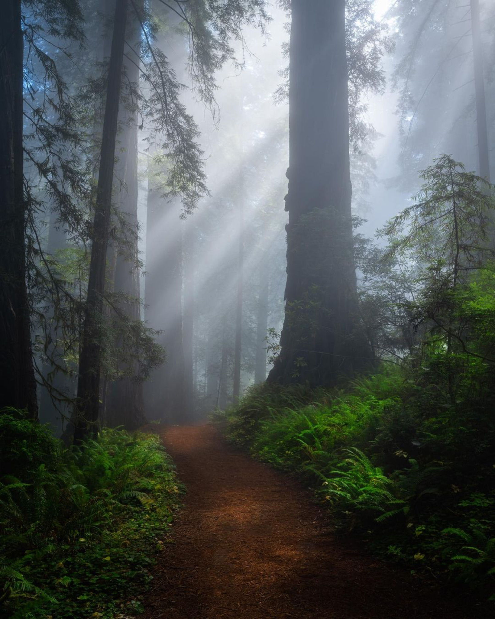 Foggy light rays along a redwood path photographed by student Ryan P.