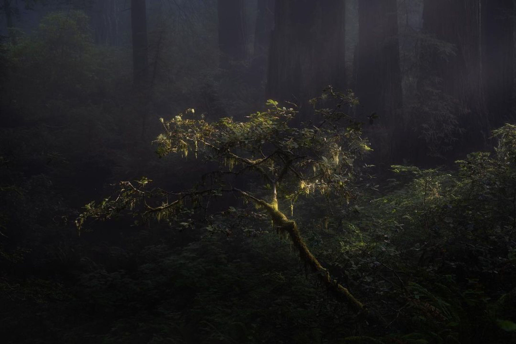Spotlit rhododendron bloom among redwood light rays photographed by student Ryan P.