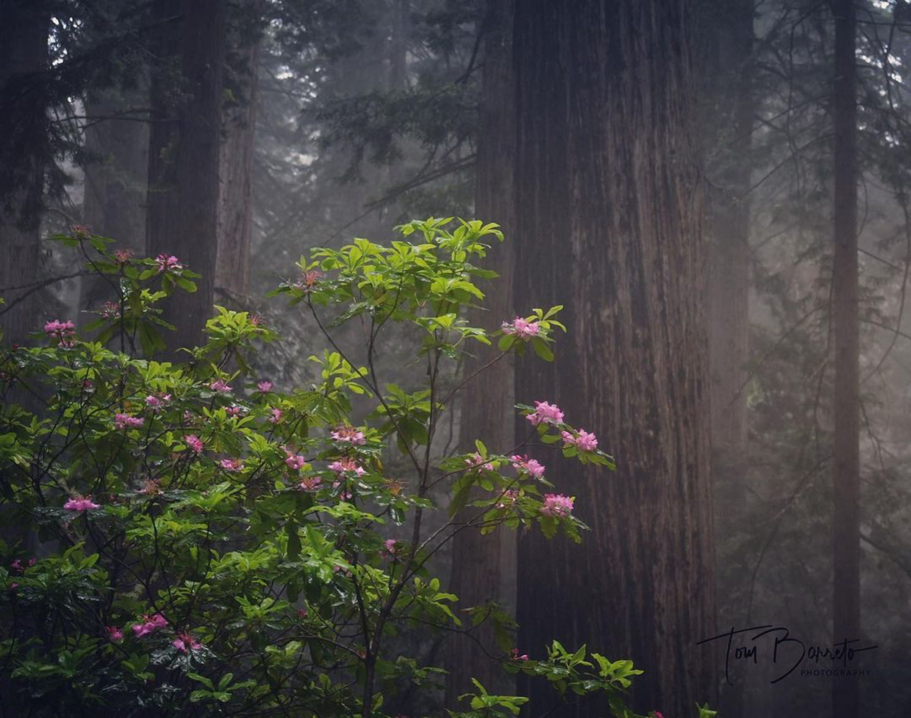 Foggy light rays and rhododendrons in the redwoods photographed by student Tom B.