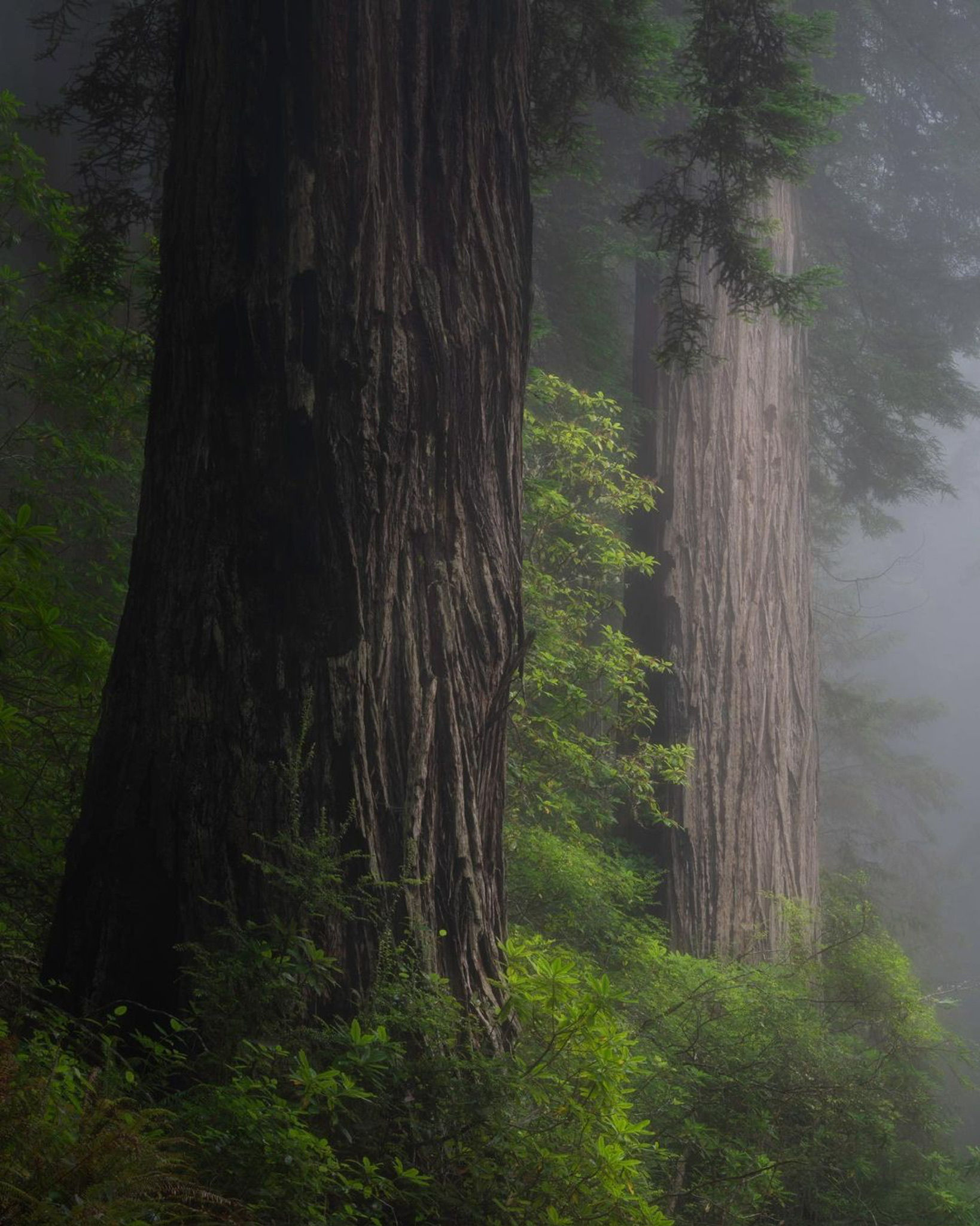 Foggy redwood forest photographed by student Ryan P.