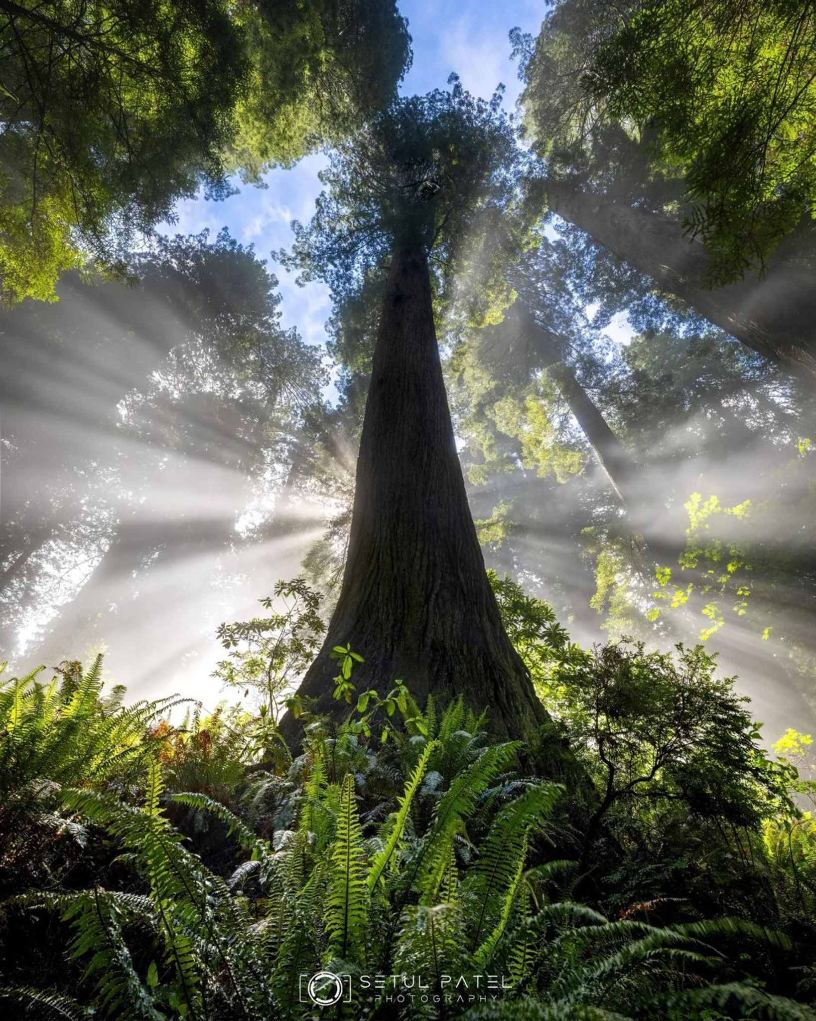 Foggy light rays in the redwoods photographed by student Setul P.