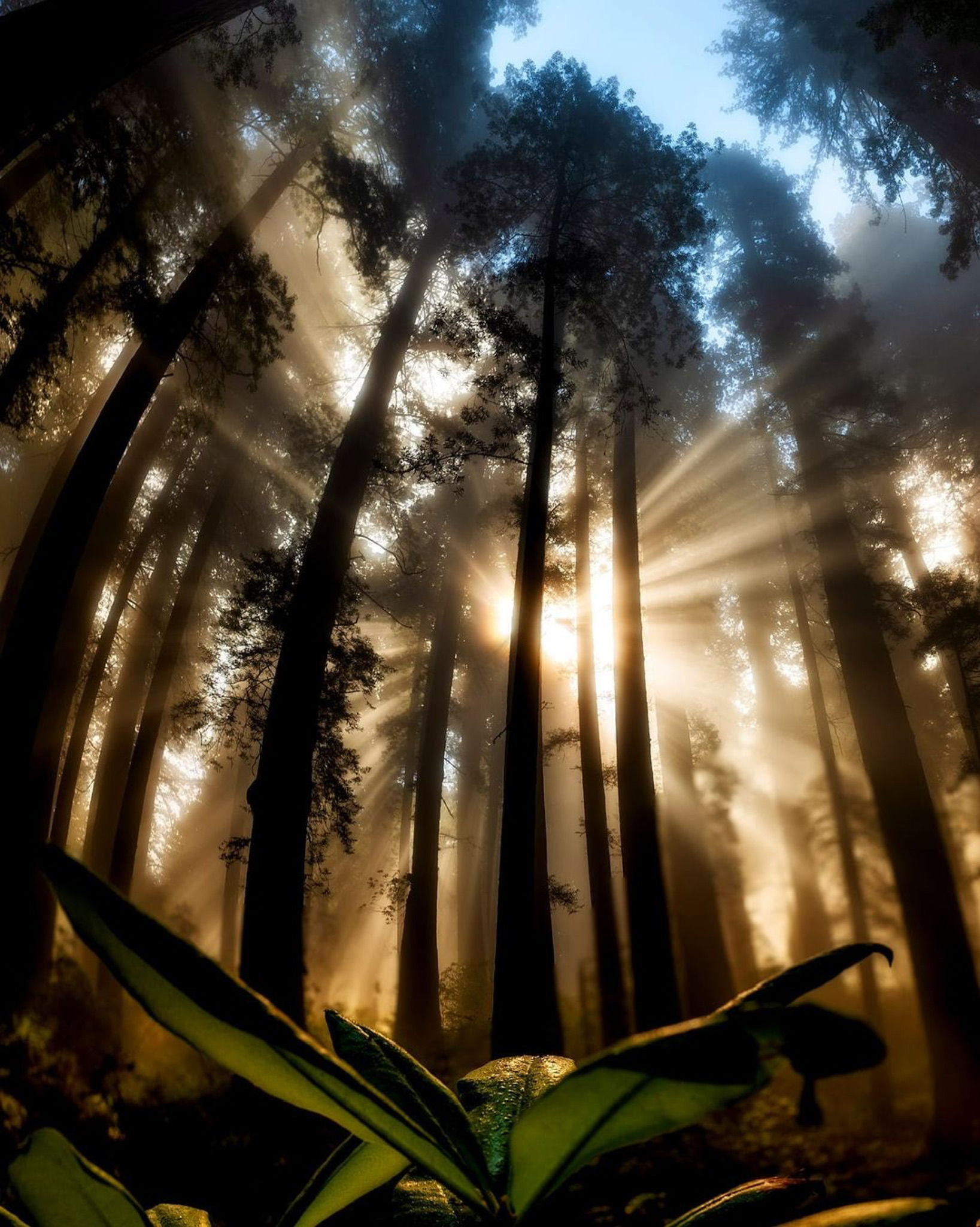 Foggy light rays in the redwoods photographed by student Mike L.