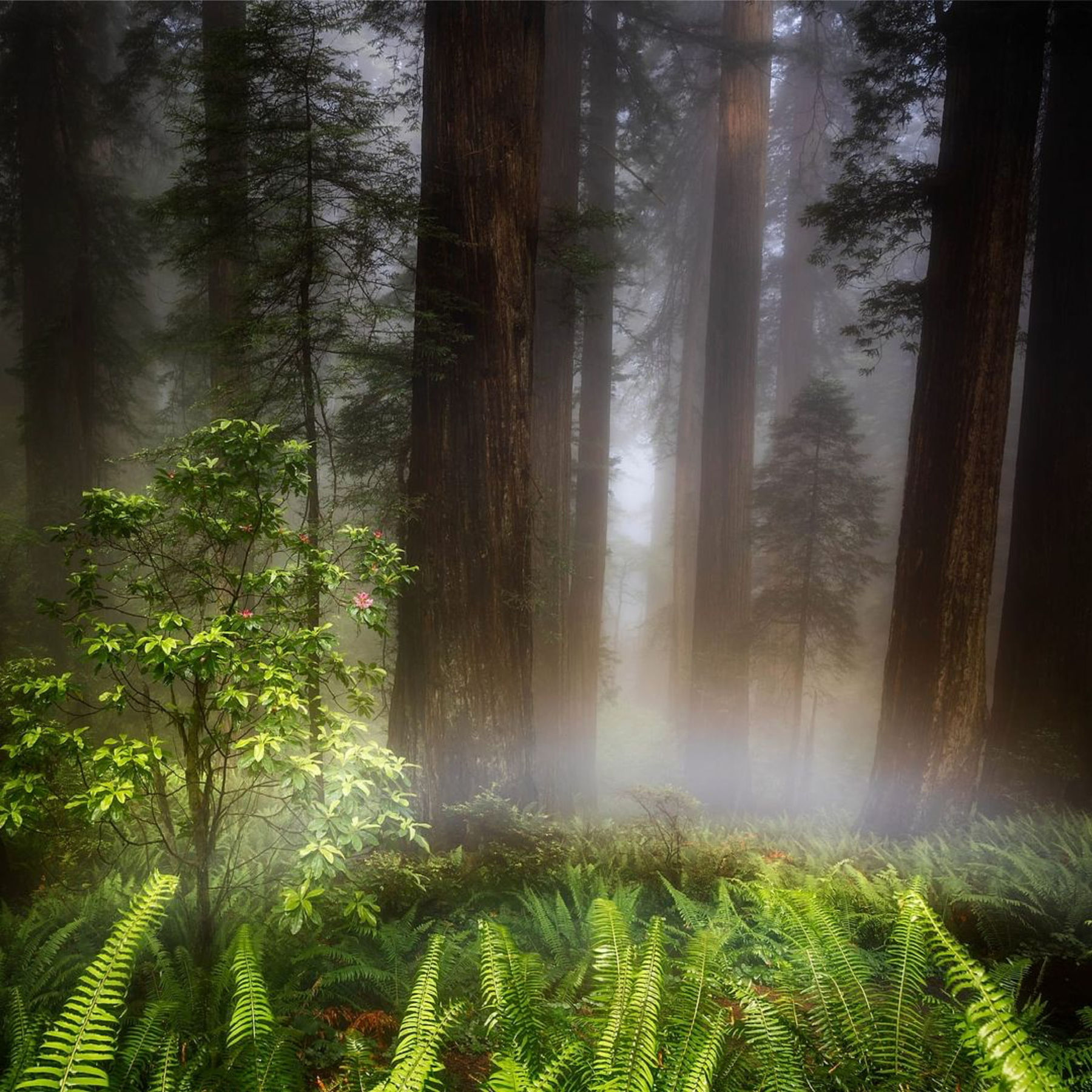 Foggy moonbow among the redwoods photographed by student Ryan P.