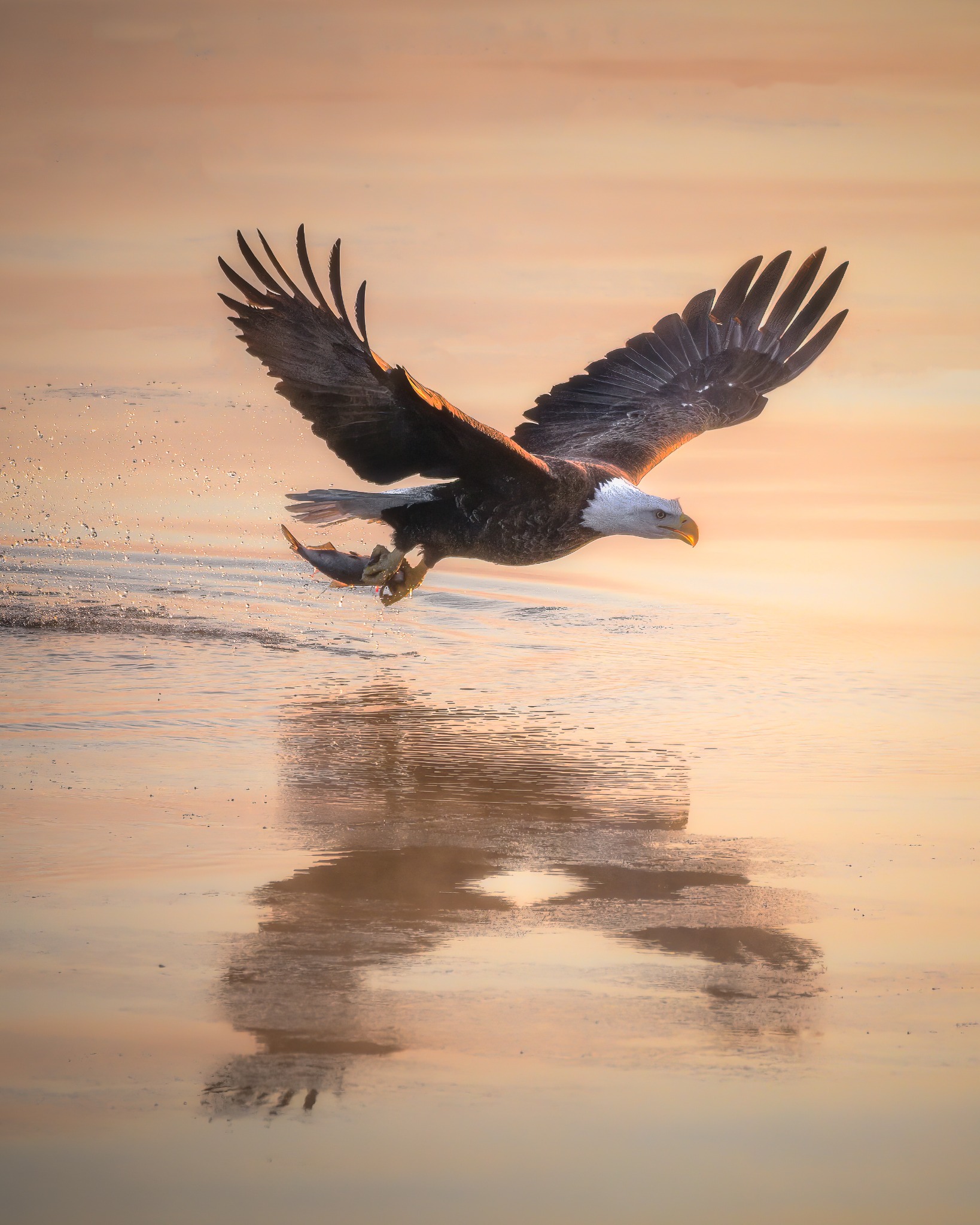 Bald eagle lifting off with a fish over warm reflective water, photographed by Ryan T. Oswald