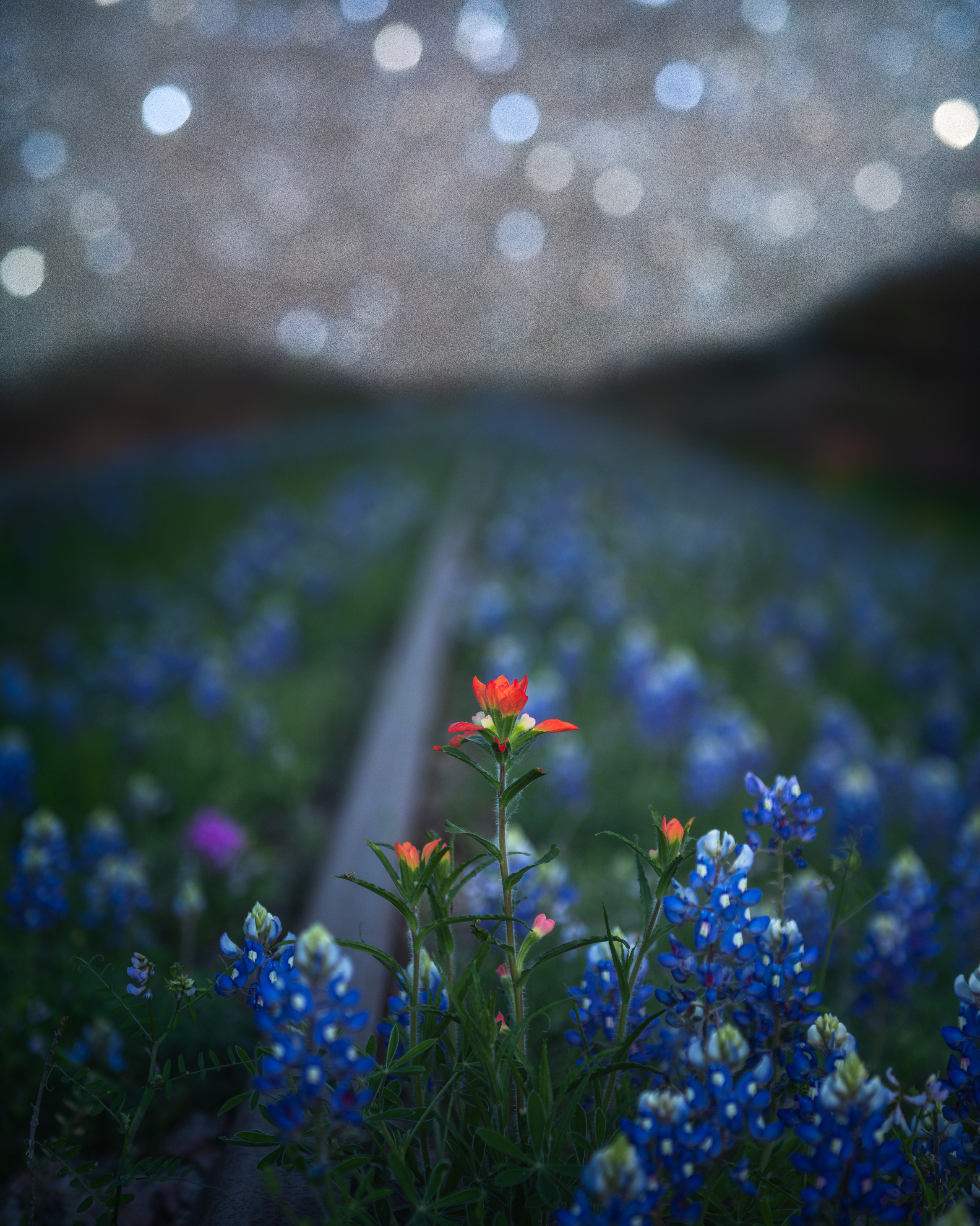 Bluebonnets beneath softly blurred stars, photographed by Ryan T. Oswald