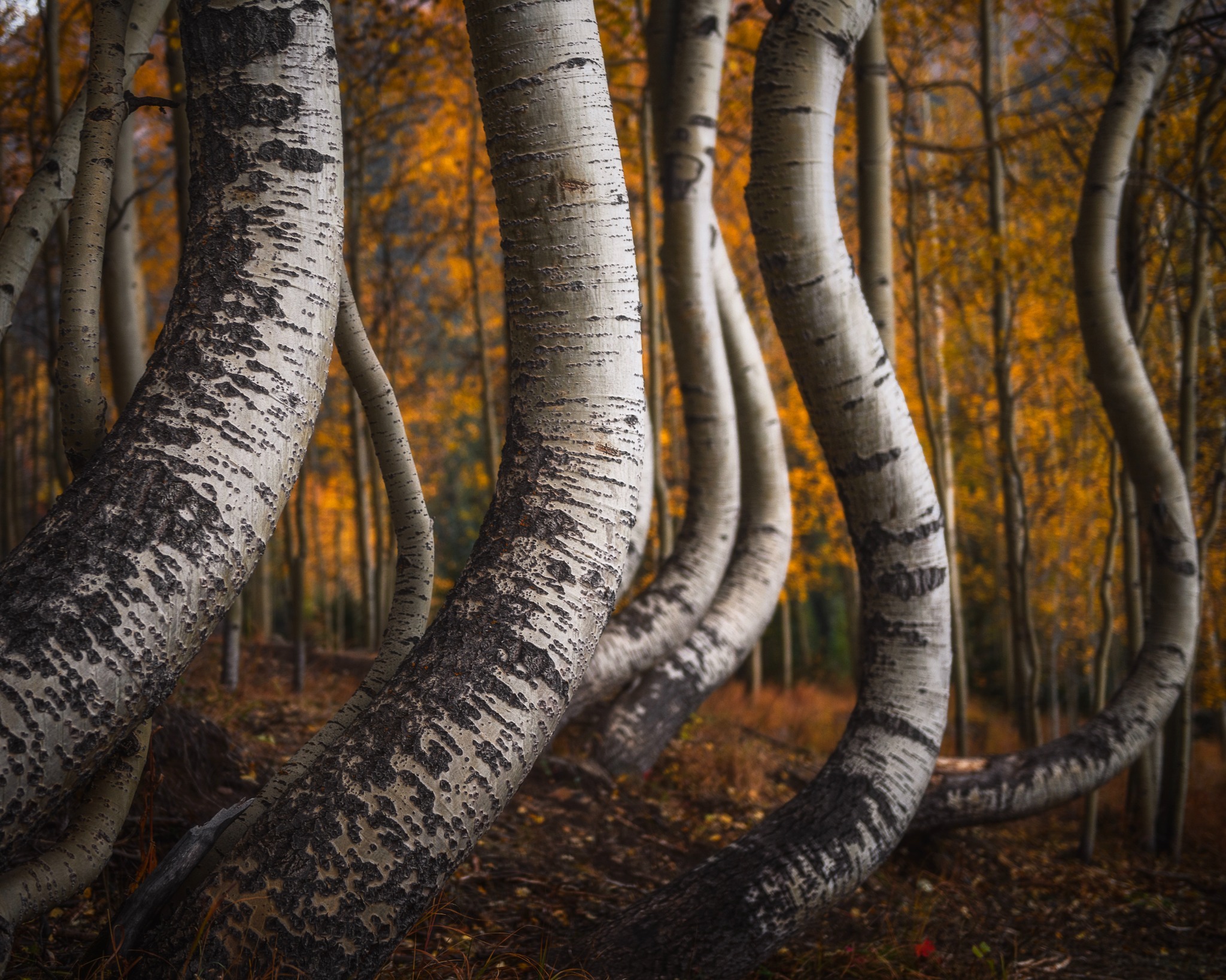 Curving autumn trees photographed by Ryan T. Oswald