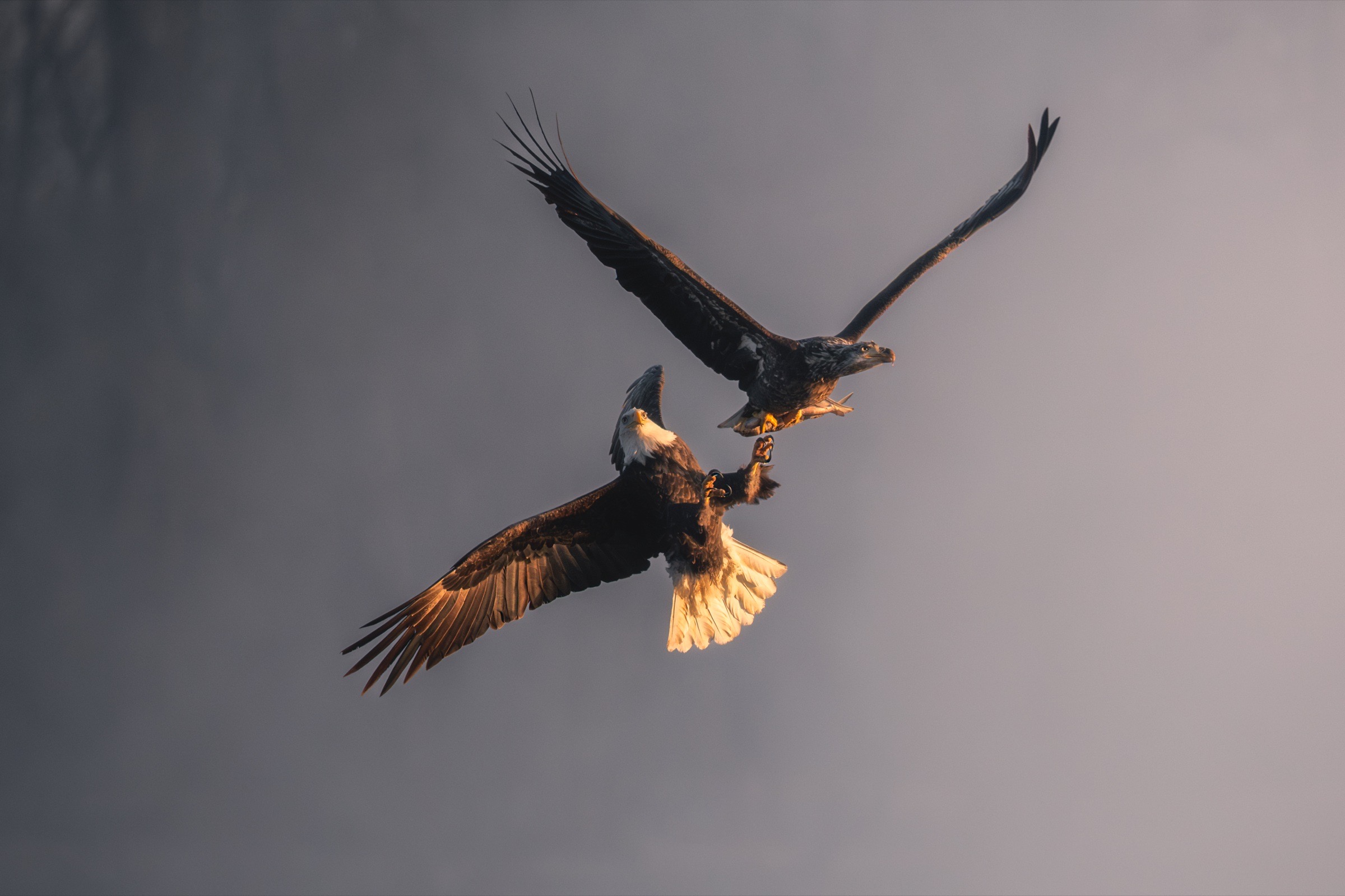 Adult and juvenile bald eagles interact in midair in warm light, photographed by workshop participant Andrew