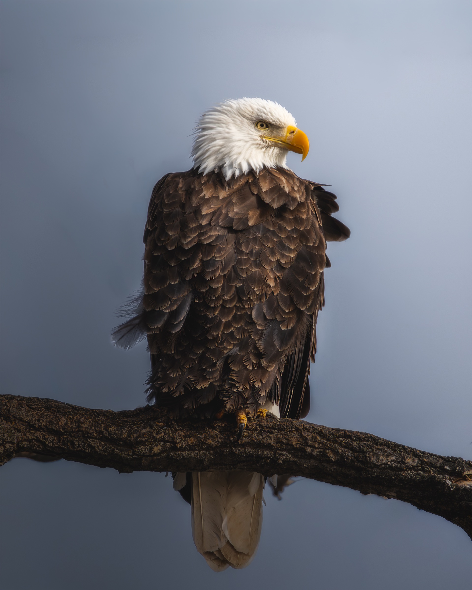 Perched adult bald eagle portrait against a soft blue background, photographed by workshop participant Malcolm