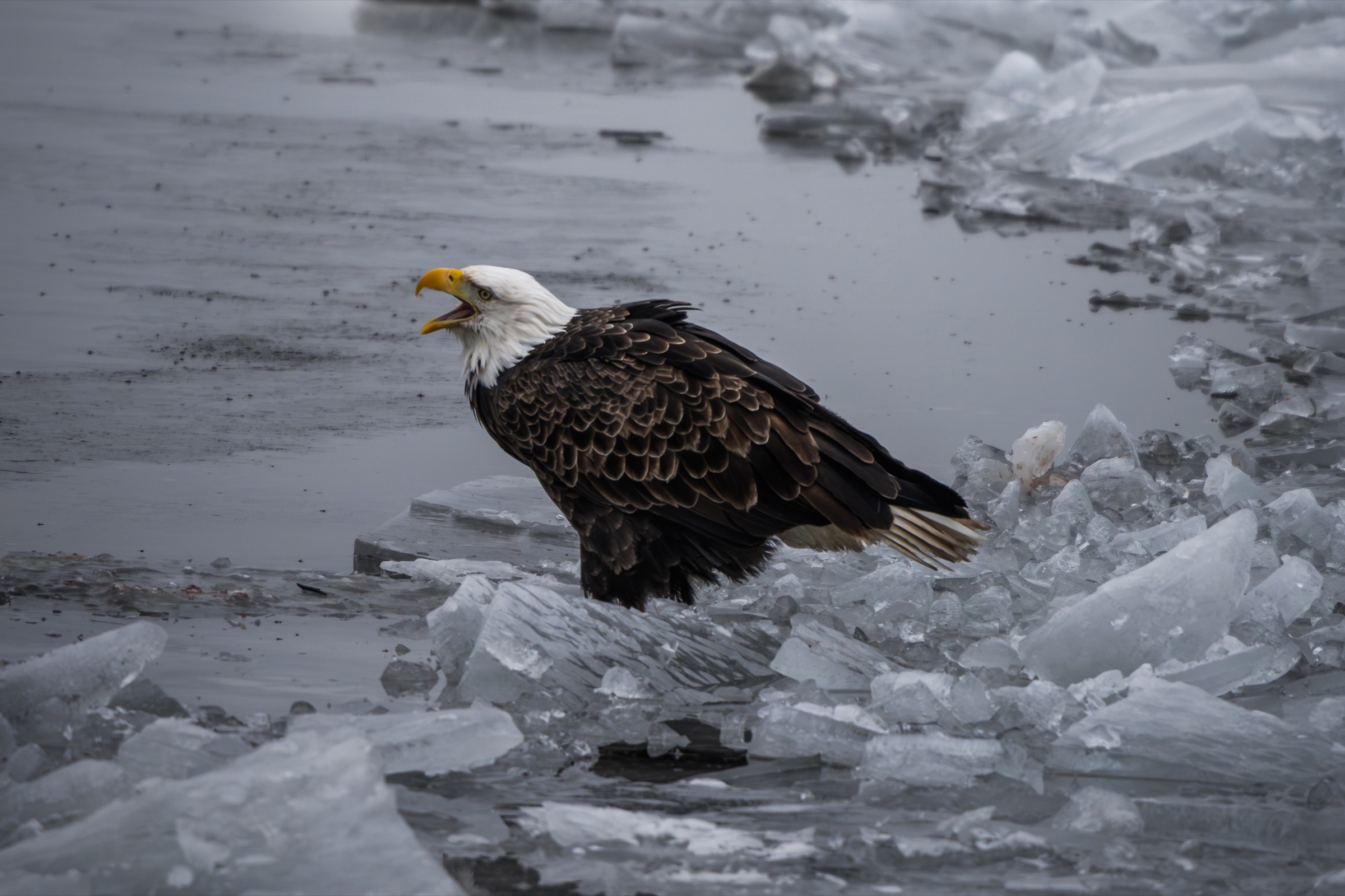 Bald eagle calling beside broken river ice, photographed by workshop participant Nancy