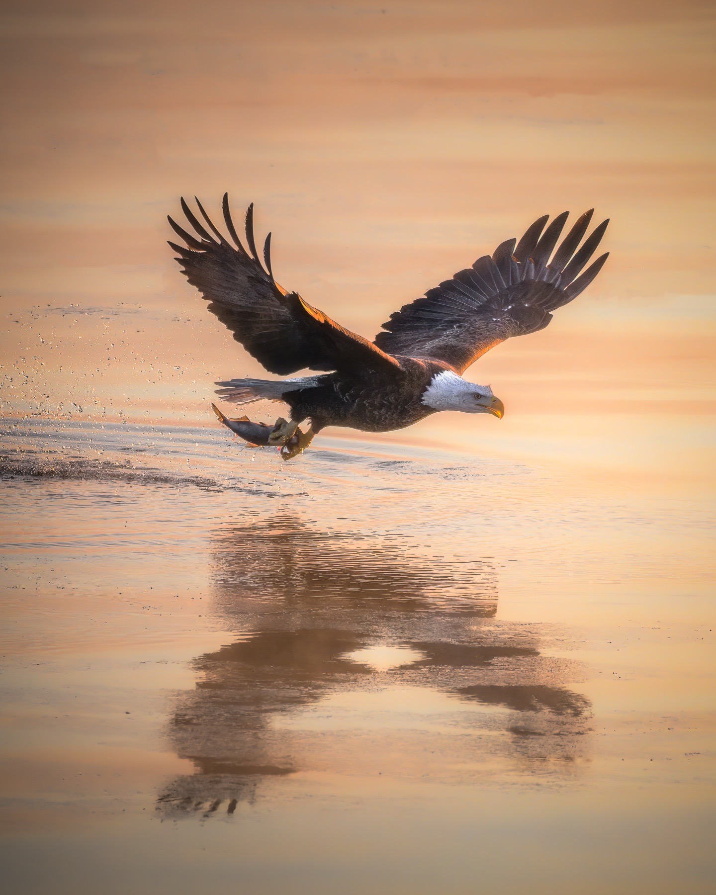 Bald eagle flying low over open water in warm winter light