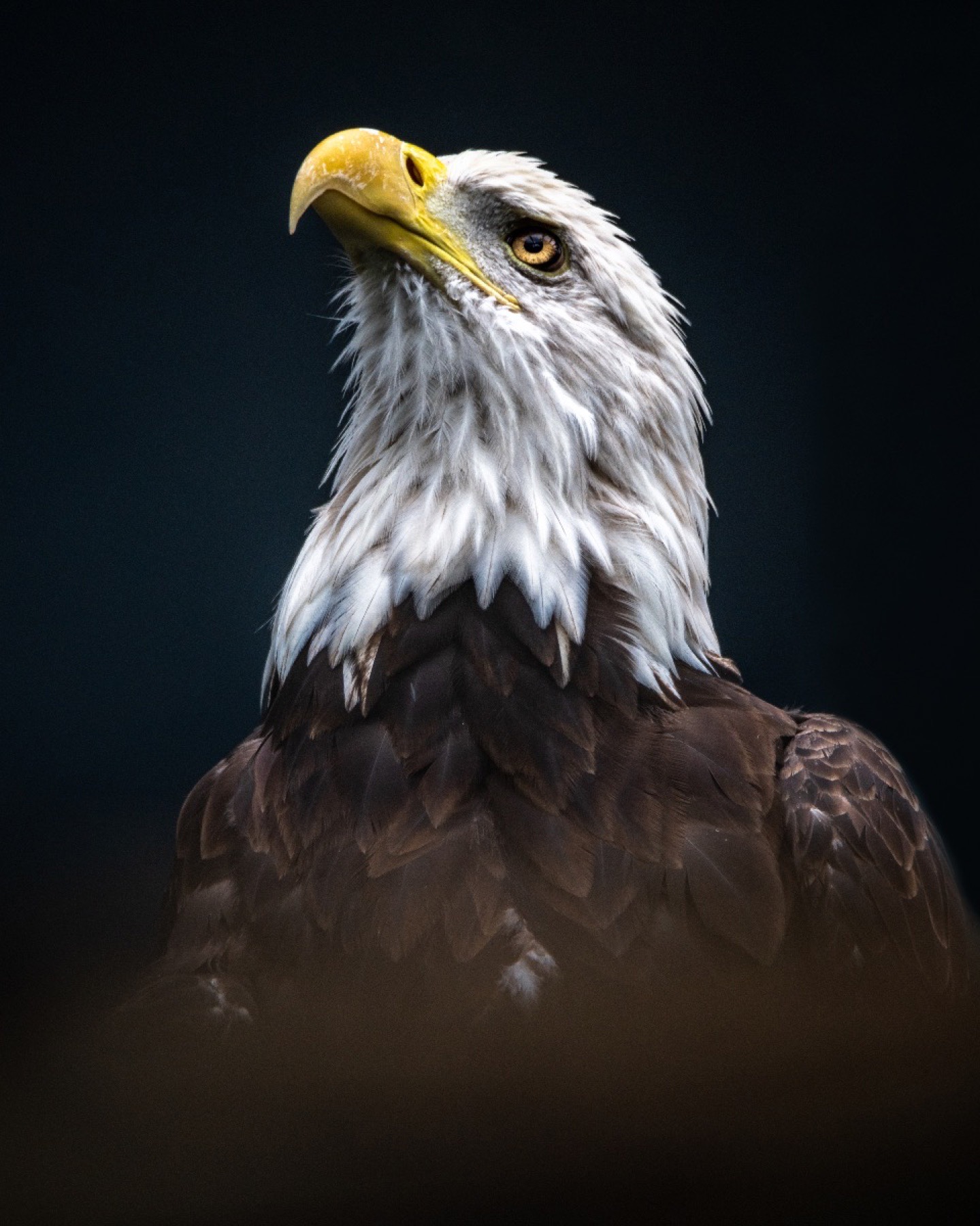 Perched bald eagle watching open water from a winter riverbank