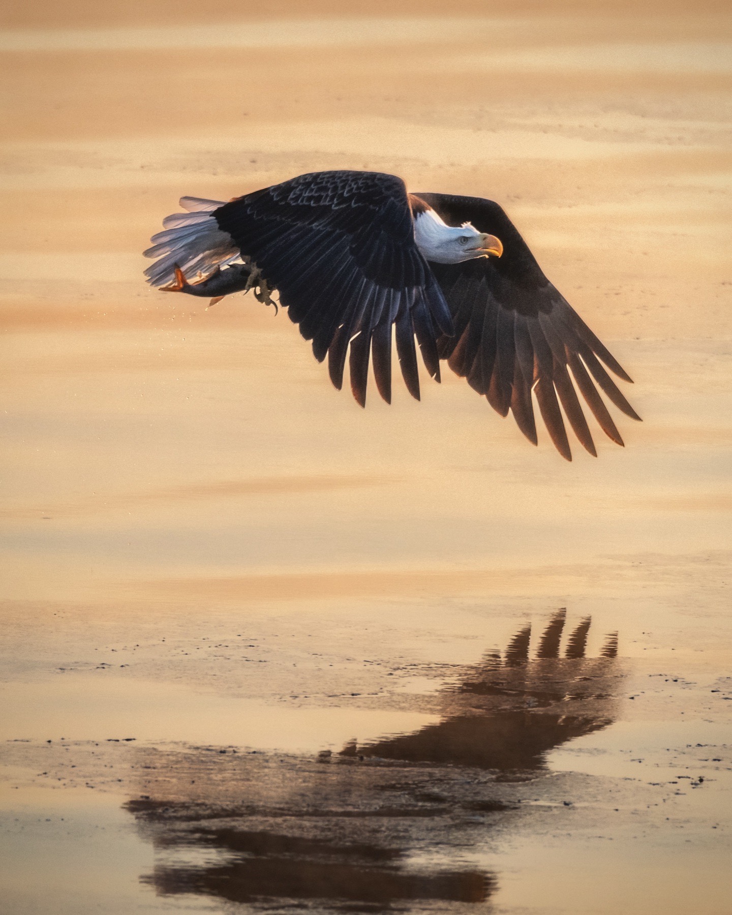 Bald eagle flying above partially frozen winter water