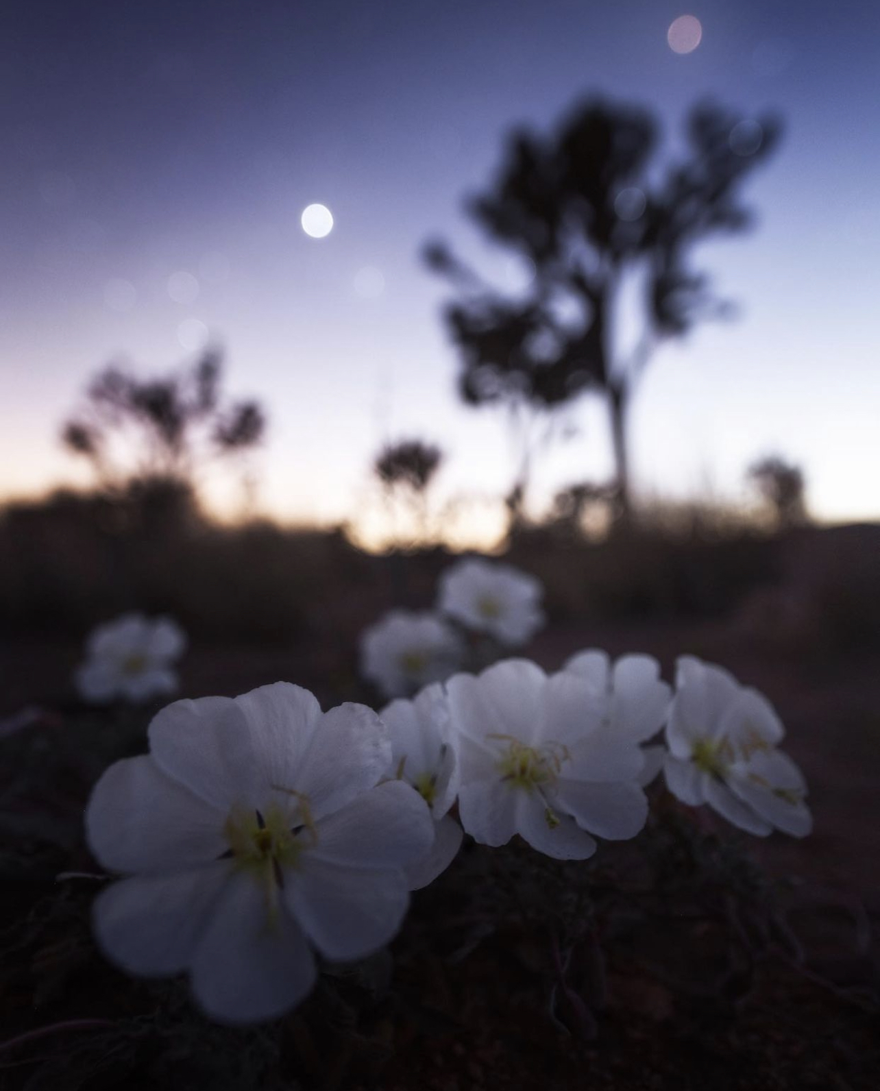 White primrose tips lit beneath a softly blurred Joshua tree at twilight