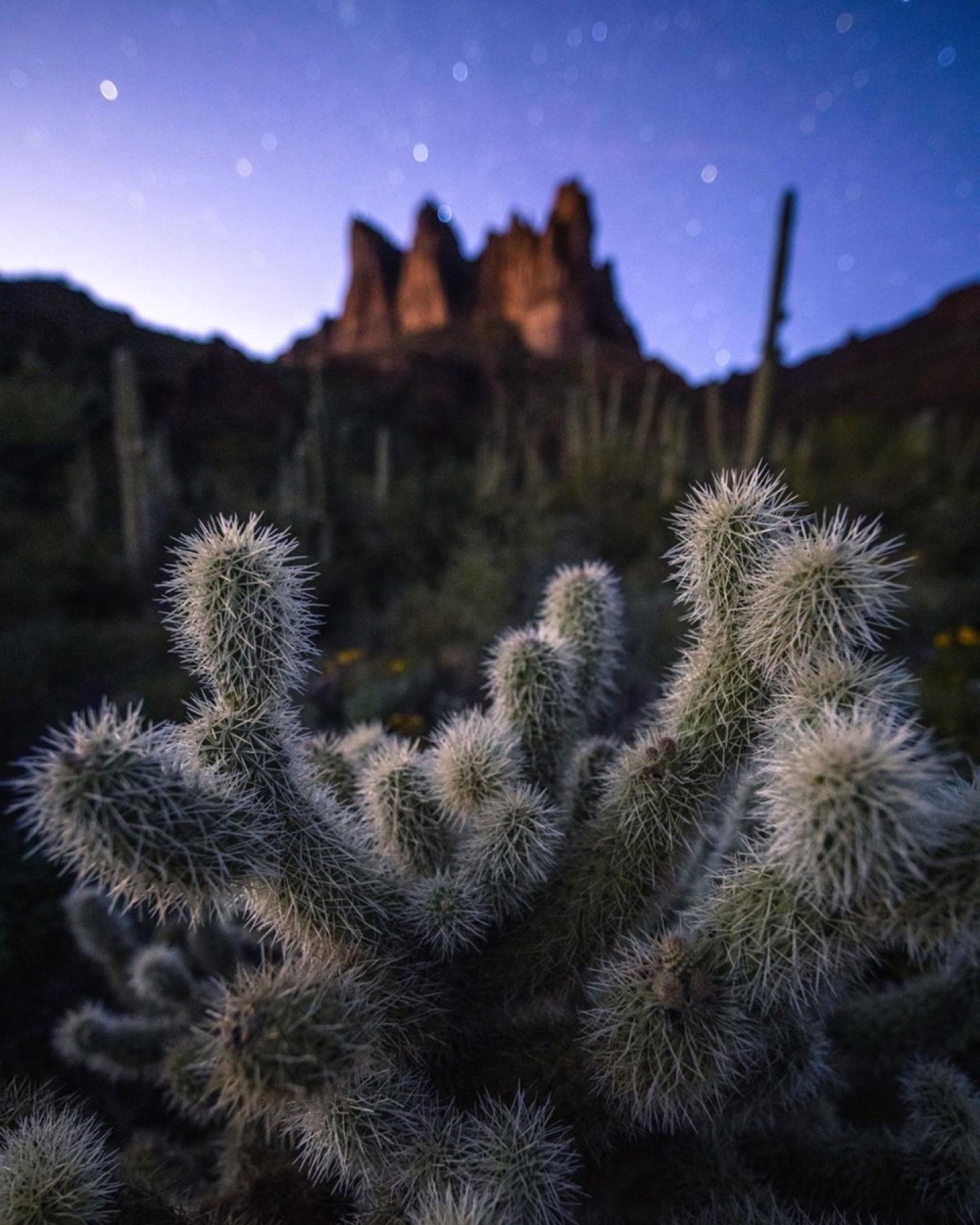 Moonlit cholla cactus in focus with desert rock formations behind it