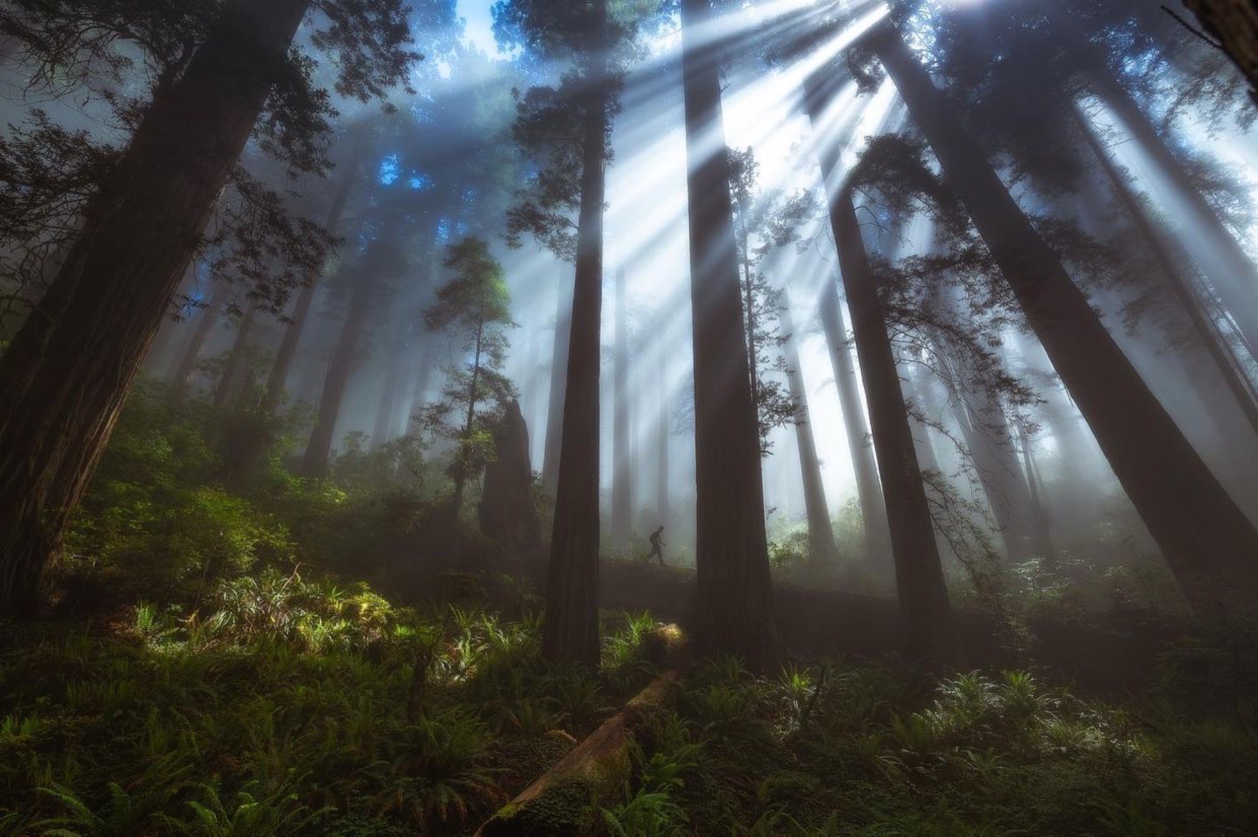 Photography student hiking through foggy redwoods during a private field workshop