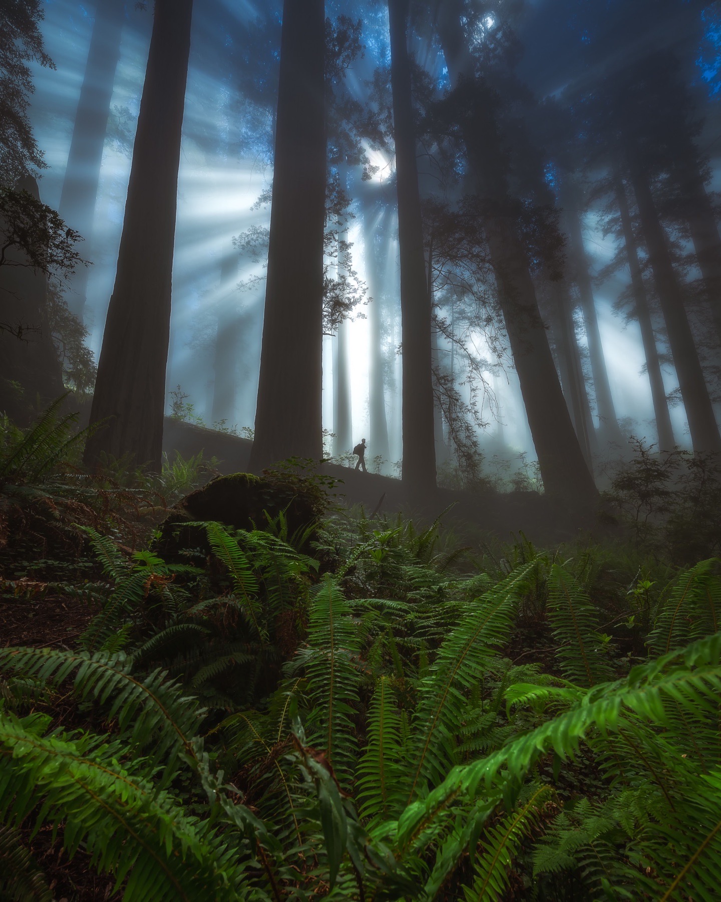Photographer standing among giant redwoods in misty light