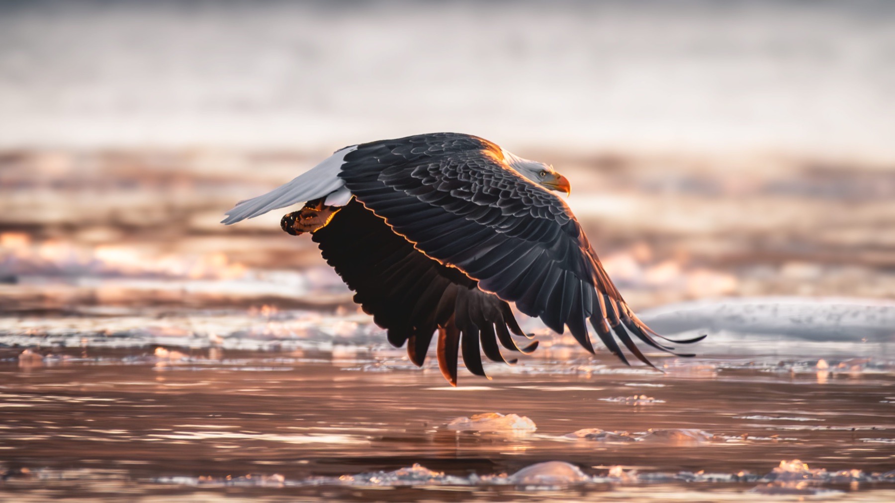 bald eagle flying low over icy water during winter
