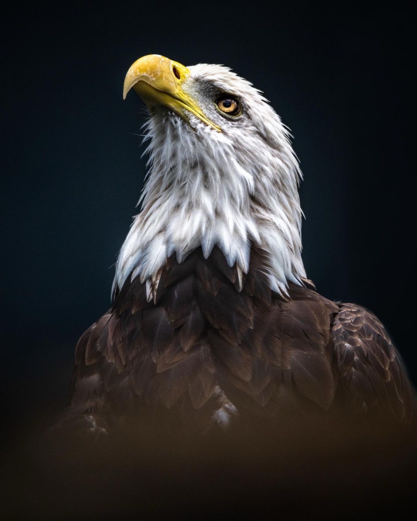 bald eagle with detailed feathers taken on overcast day