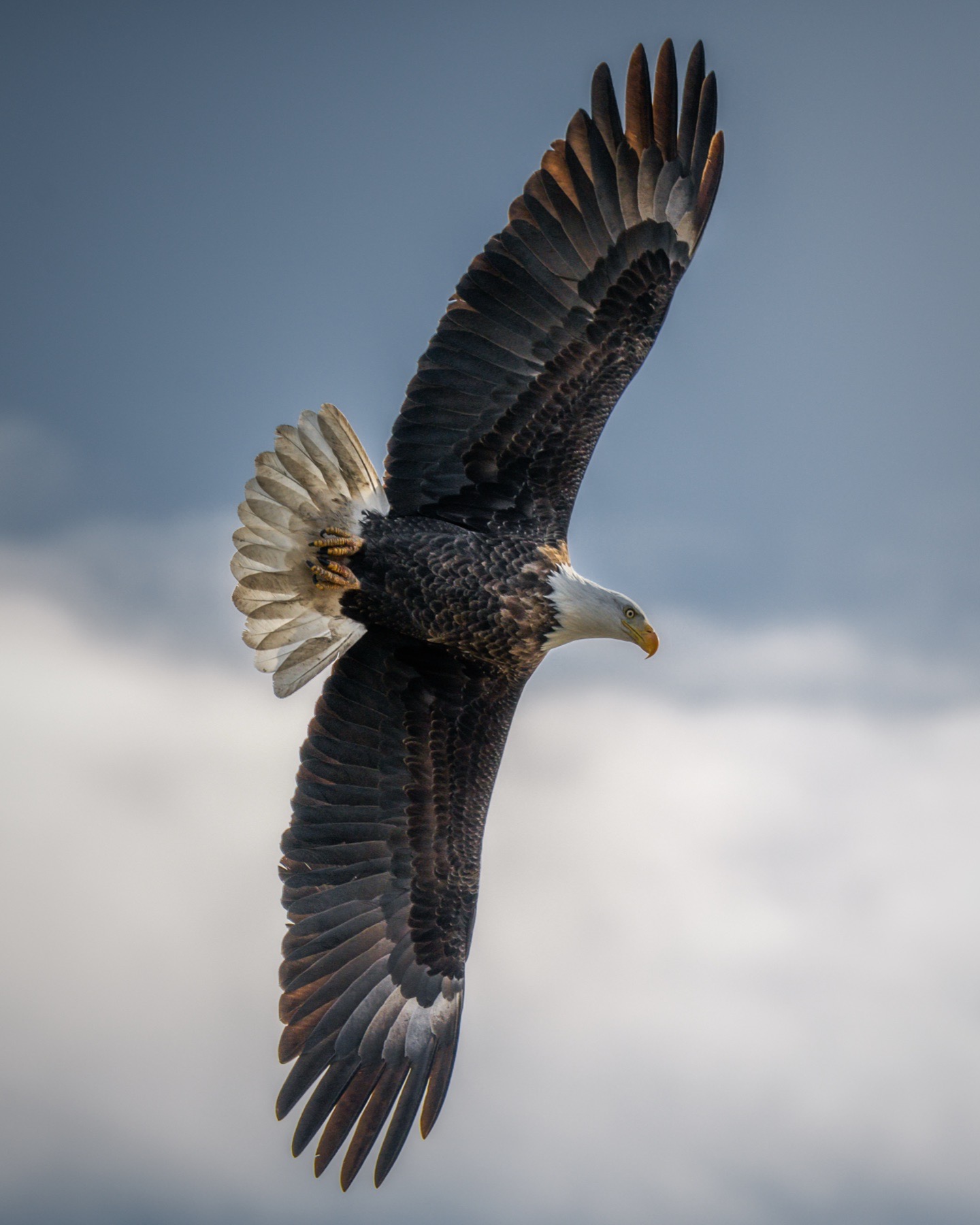 bald eagle flight under broken cloud light, exposure control example