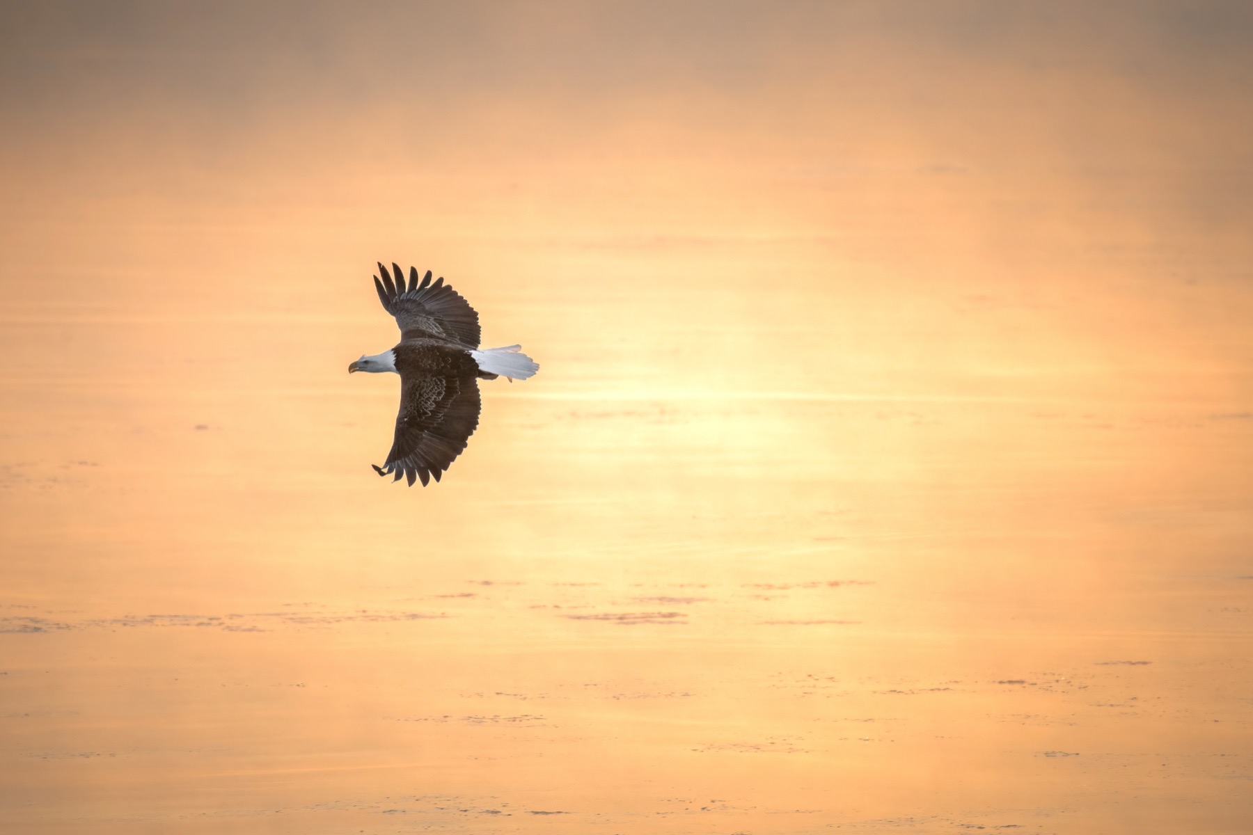 bald eagle with highlight reflection during haze light conditions
