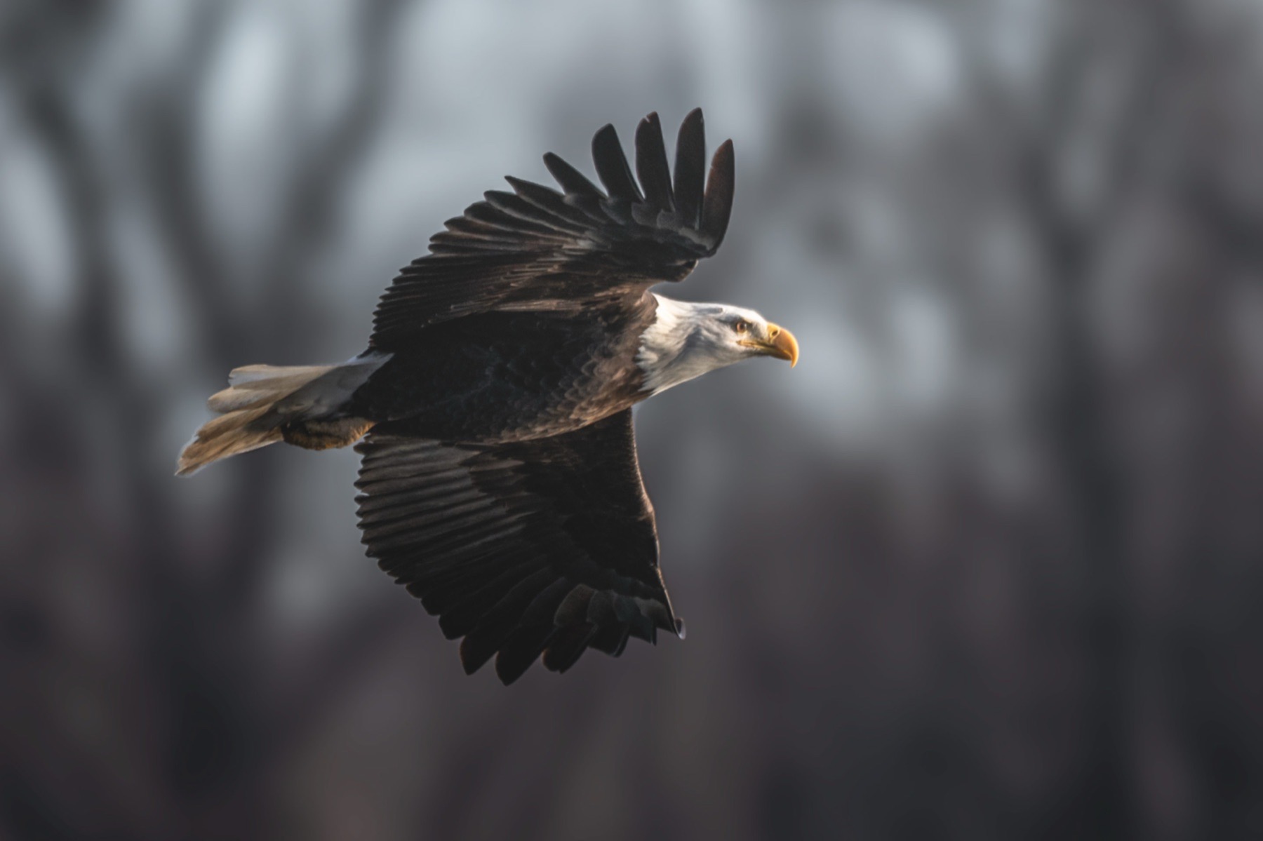 bald eagle against trees showing exposure lift for detail