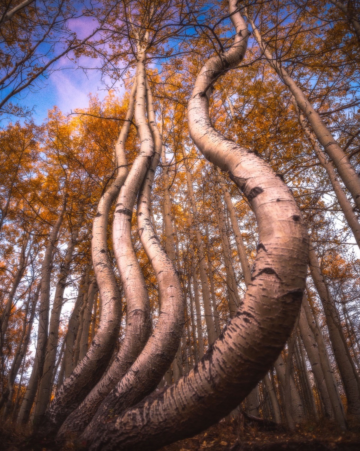 Low viewpoint looking up through curved aspen trunks with golden autumn leaves