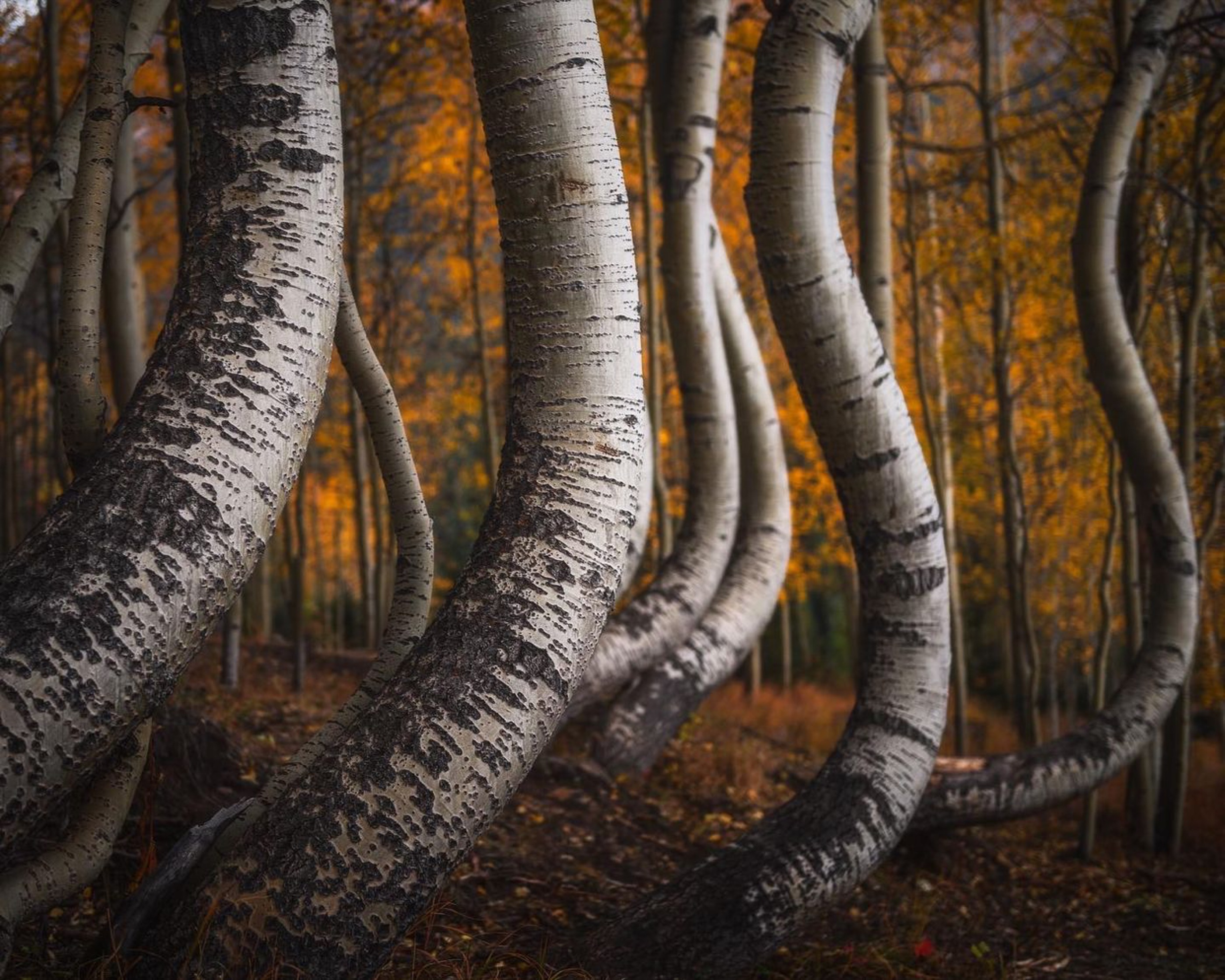 Curved white aspen trunks creating overlapping layers in a golden autumn forest